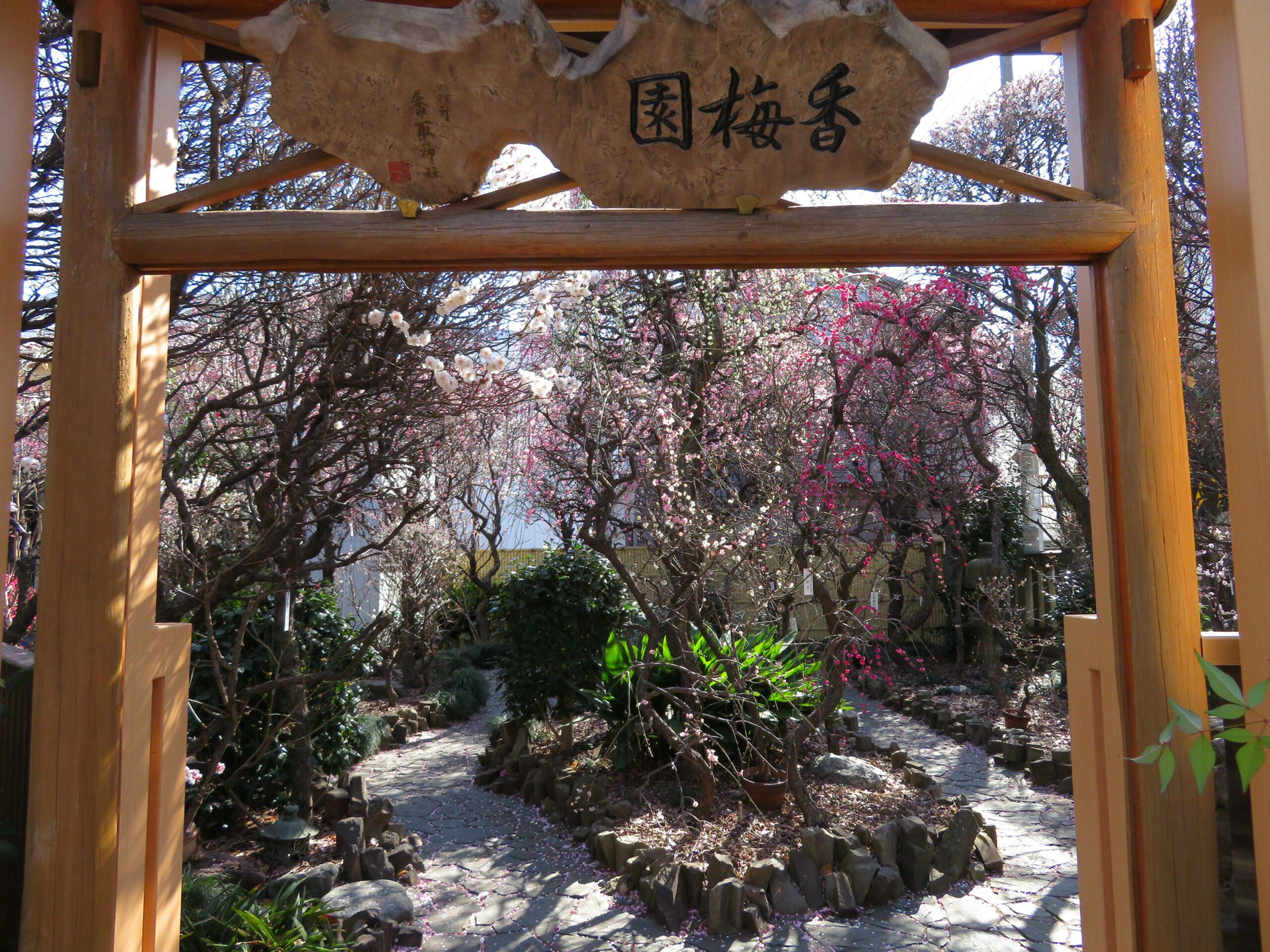 【小村井香取神社梅まつり】東武亀戸線沿線の下町に春の訪れを知らせる梅花