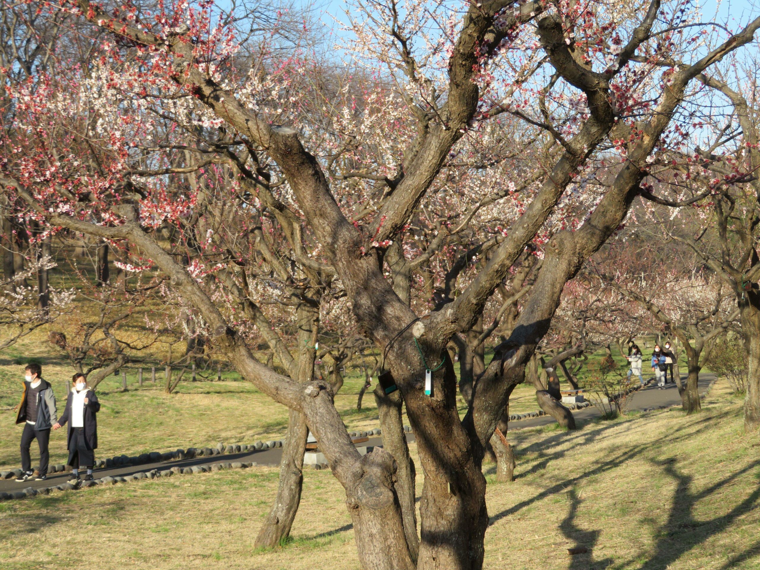 【根岸森林公園梅まつり】横浜では最多の梅が育つ日本の競馬場第一号の跡地