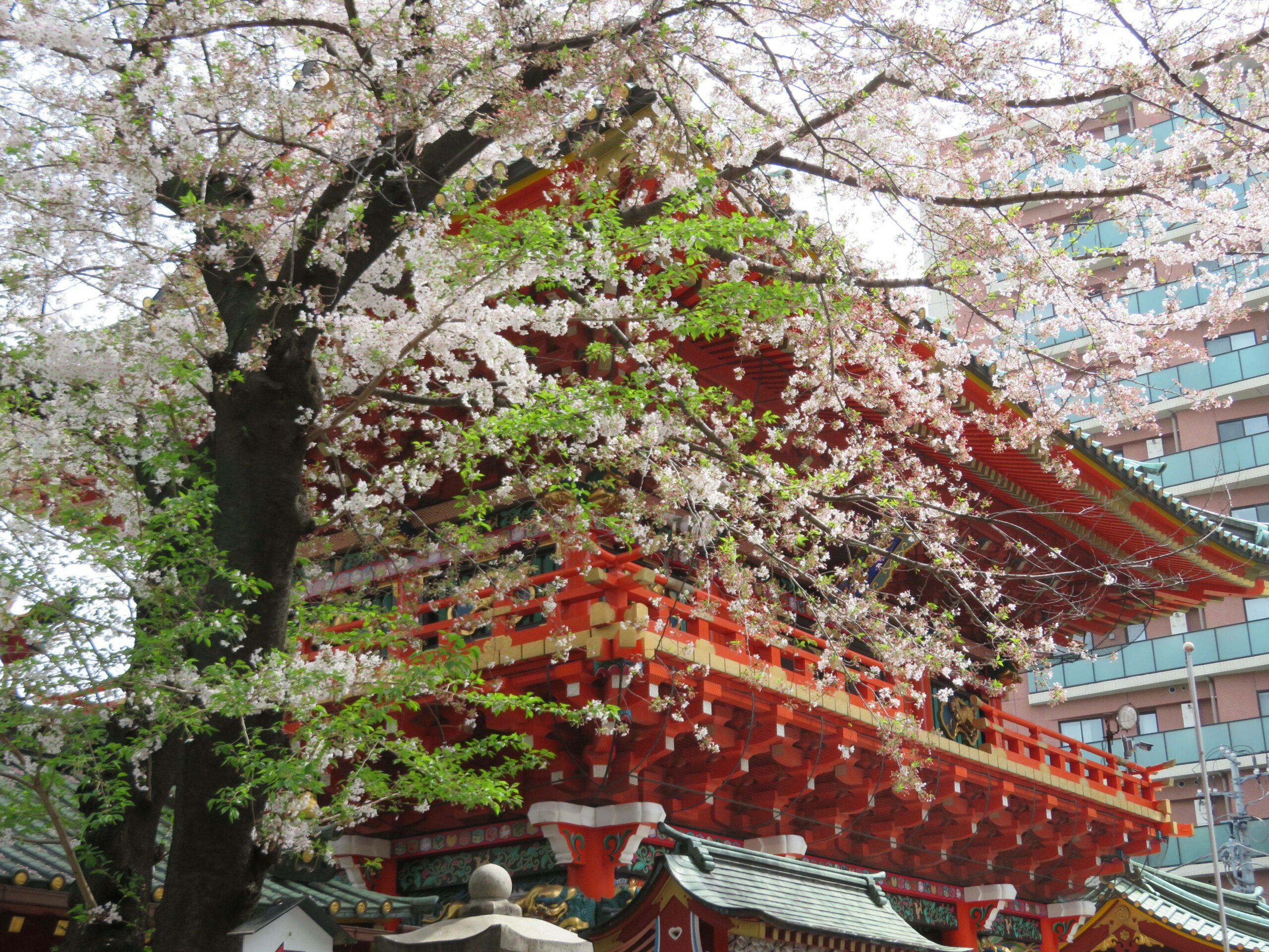 【神田神社の桜】時を超えた江戸っ子の気質に安らぎを届ける薄紅色の花