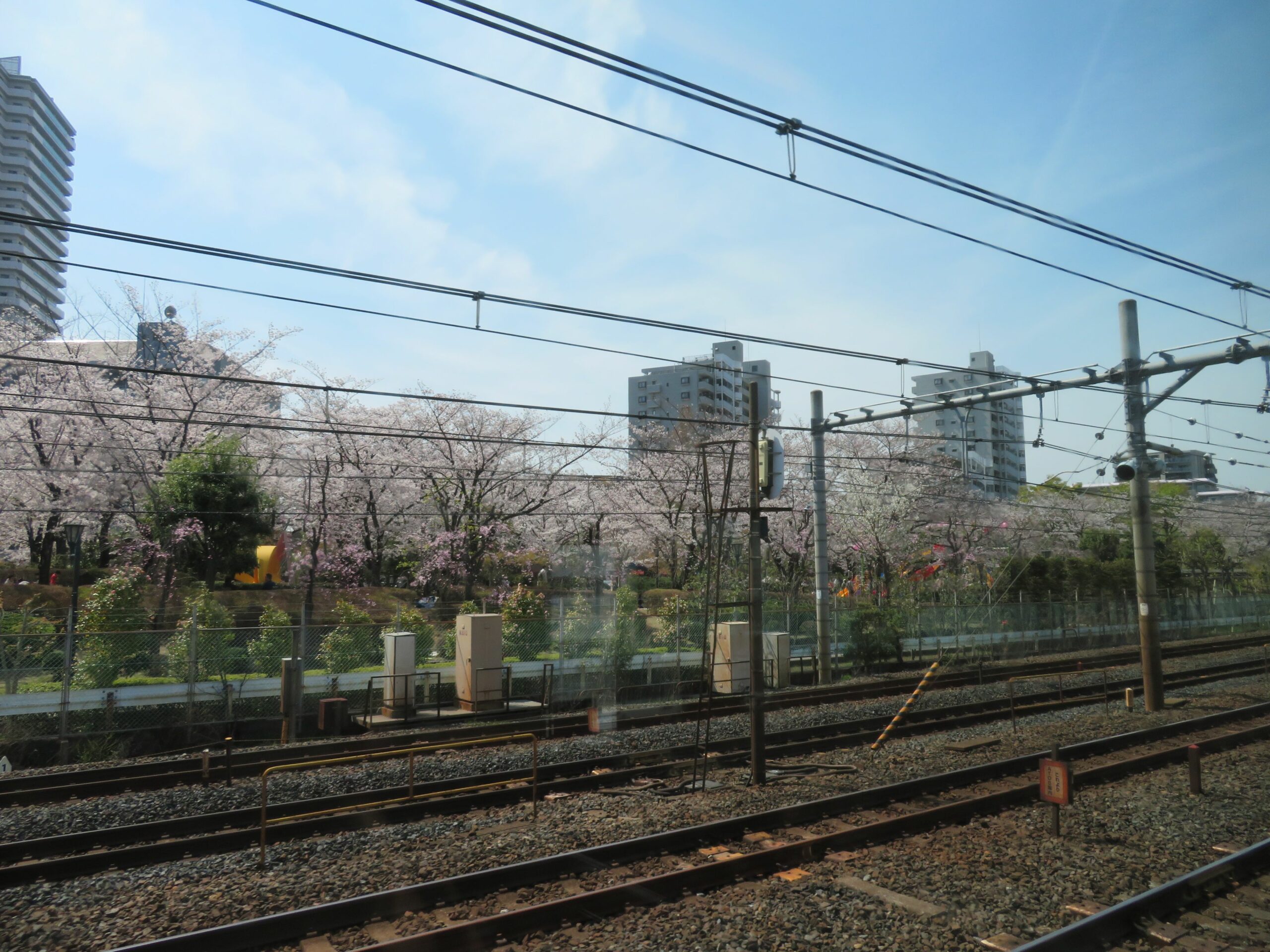 【京浜東北線で車窓花見】川口～西川口の区間で電車から眺める公園の桜並木