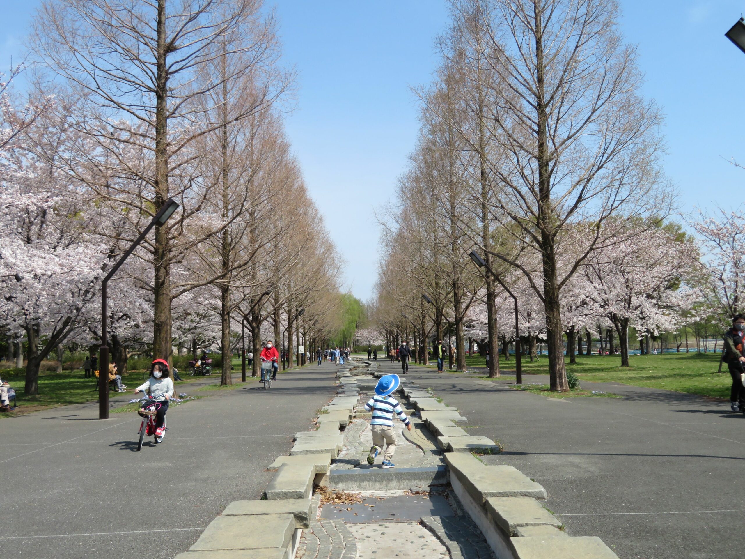 【舎人公園千本桜まつり】日暮里・舎人ライナーの開通を記念して初開催
