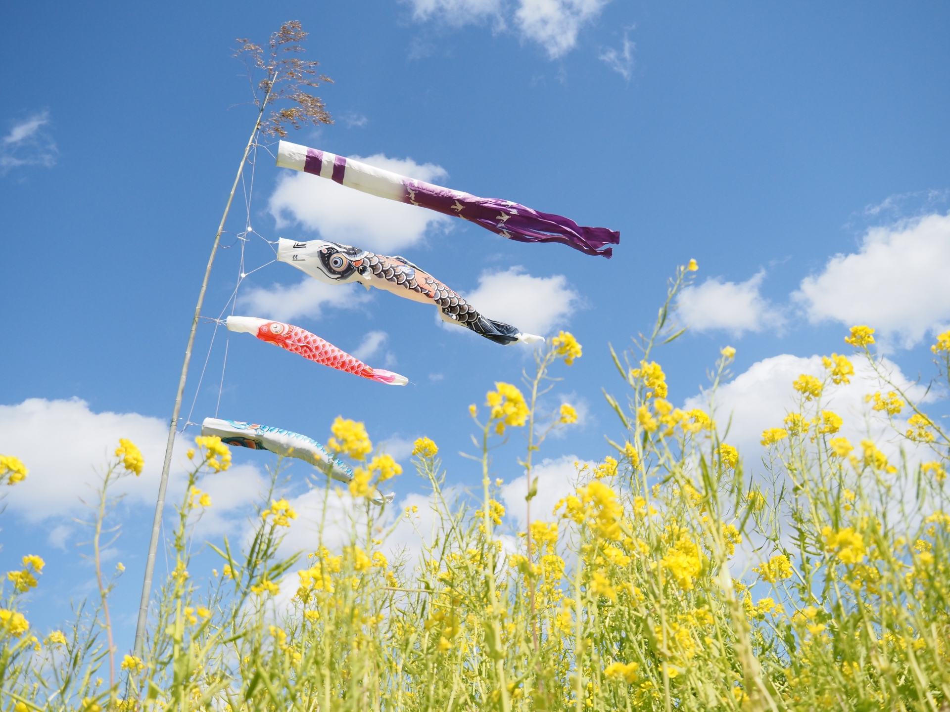 こいのぼりの歌詞に込められた意味や由来とは？歌の意味を詳しくご紹介！
