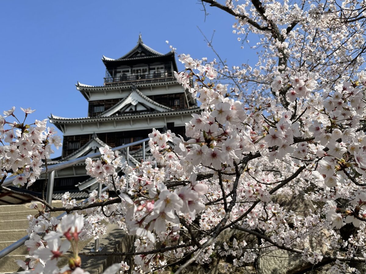 『広島城』と満開の桜の競演を現地からレポート〈2021〉