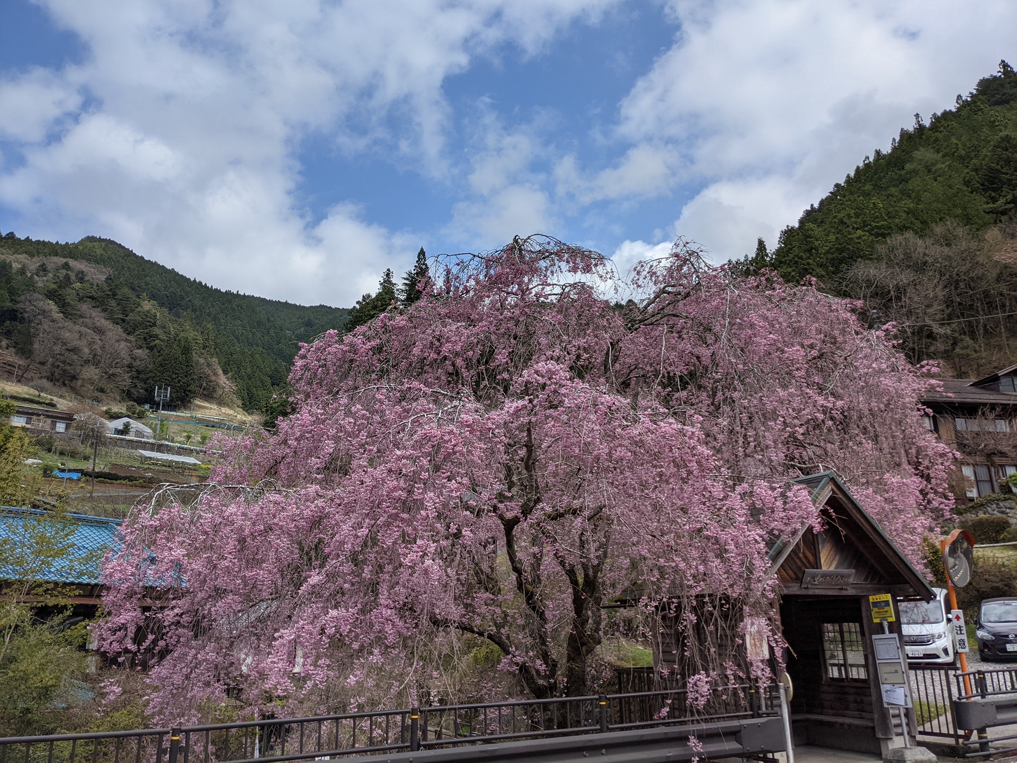東京・西多摩エリアの桜 日の出町、檜原村、青梅市の名所めぐり