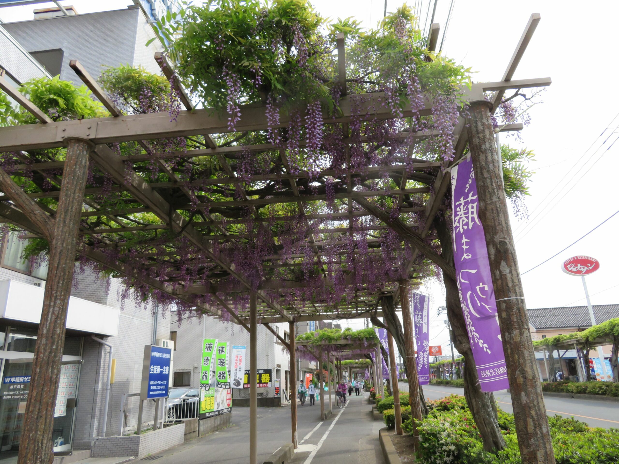 春日部藤まつりで街路樹の藤棚を楽しもう。日本一の長さを誇るふじ通りとは？