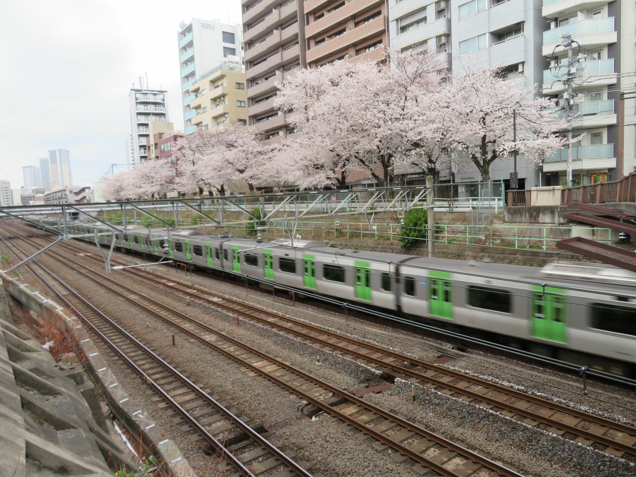【山手線で車窓花見】巣鴨～大塚の区間で北側に繋がる「すがも桜並木通り」
