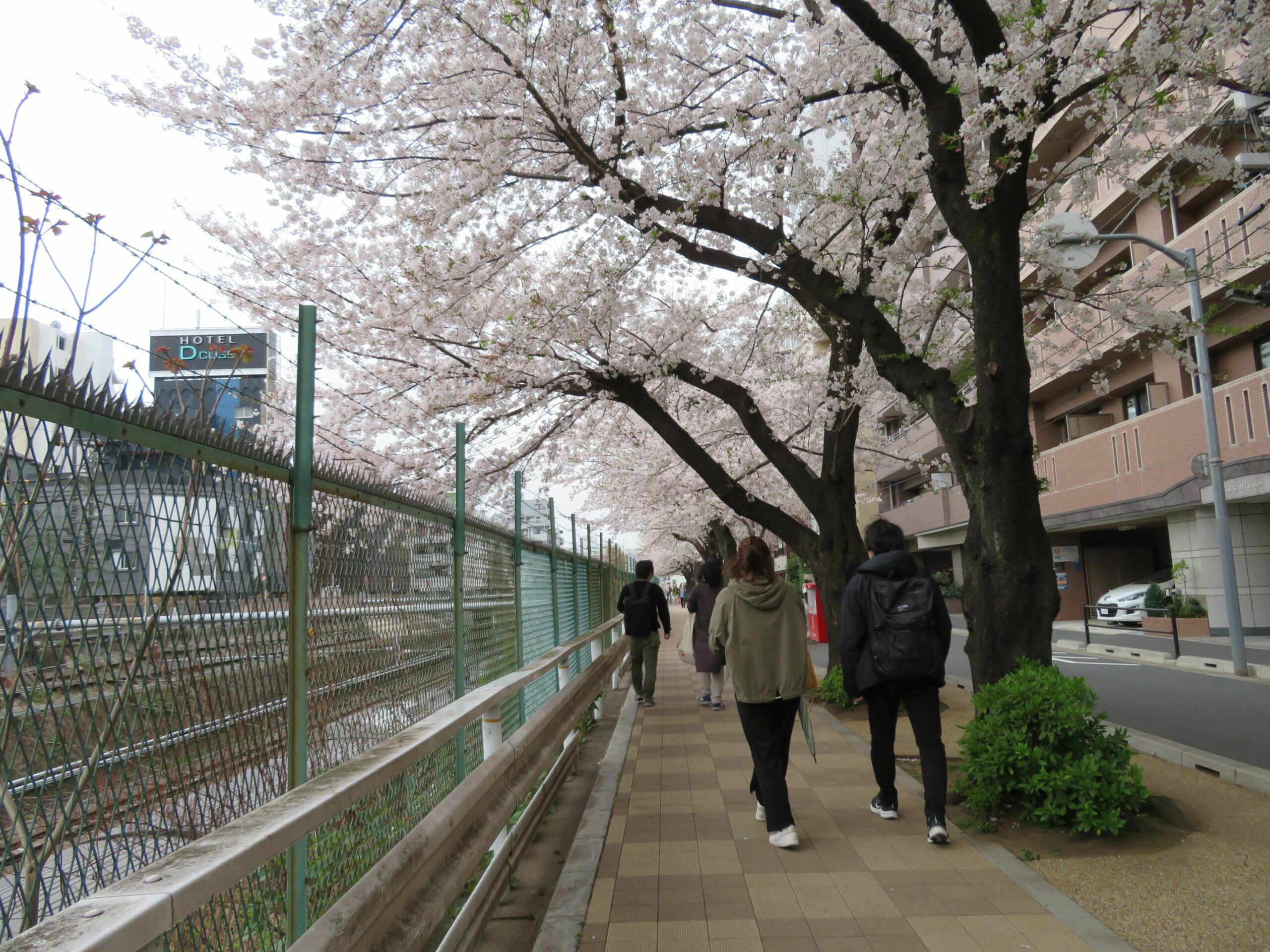 【すがも桜並木通りの桜】薄紅色の花の下を行き交うJR山手線の電車