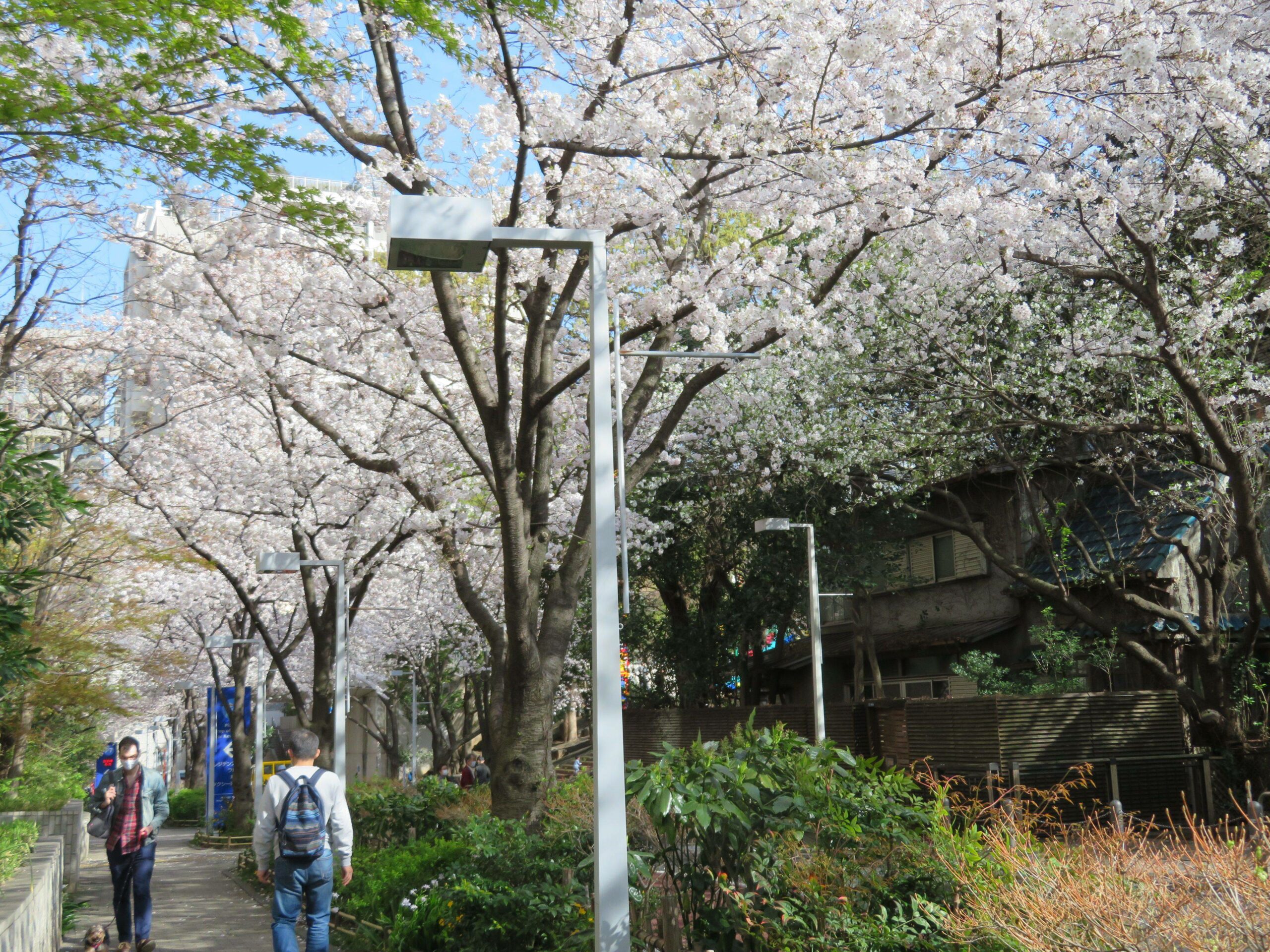 【六本木さくら坂の桜】けやき坂の南でヒルズ族になった気分で花見散策