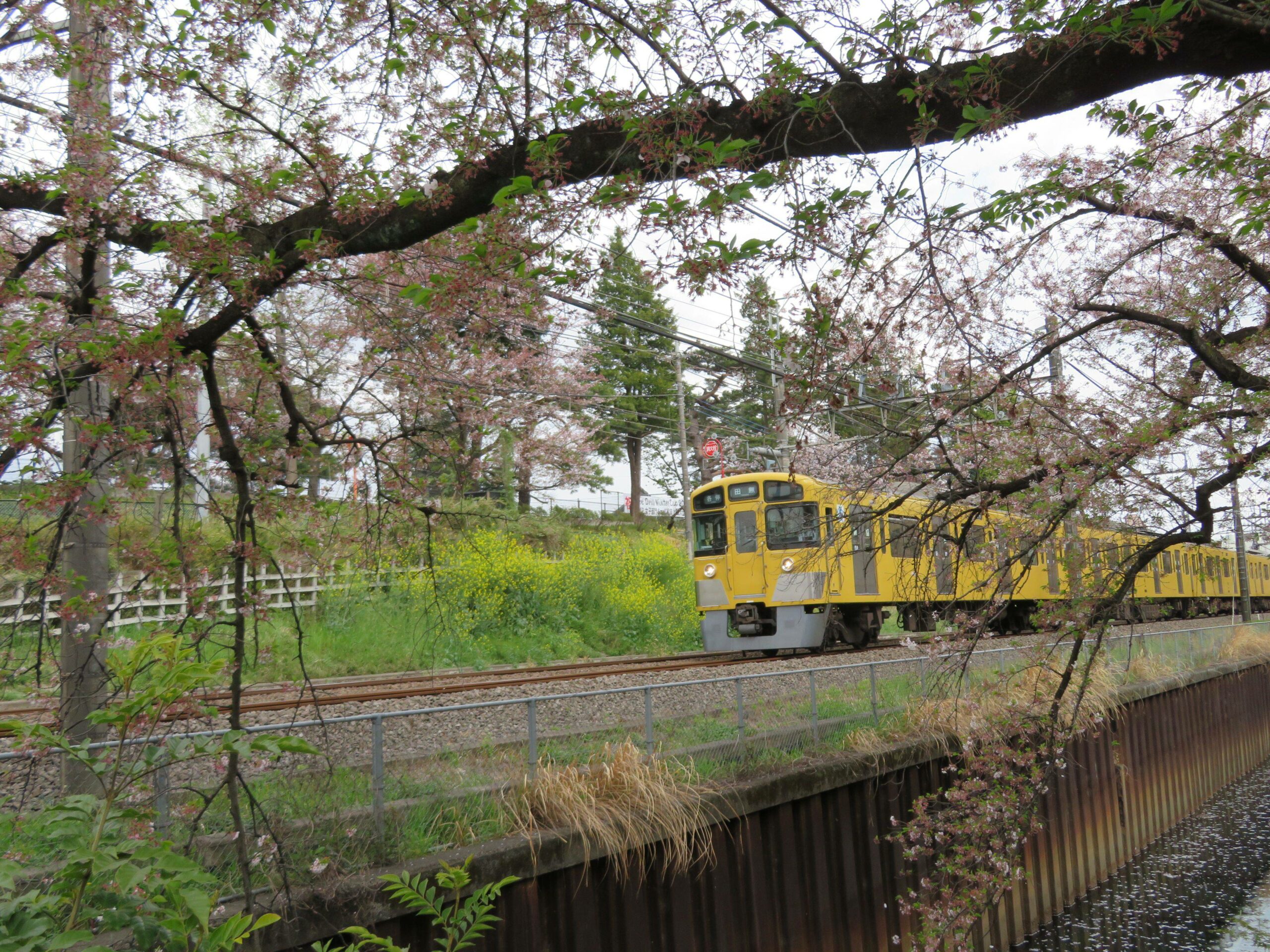 【西武新宿線で車窓花見】武蔵関～東伏見の区間で南側に流れる桜並木