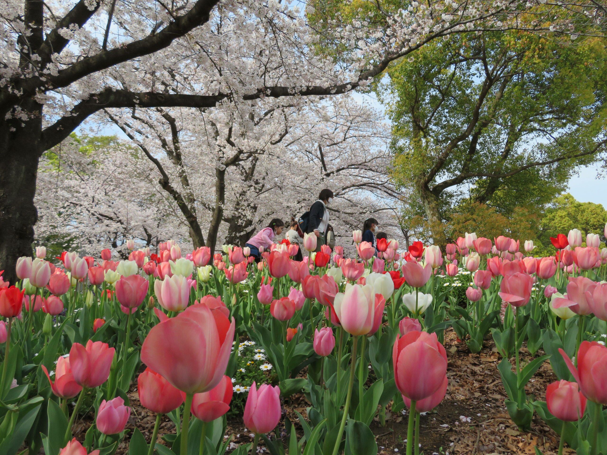 【舟渡桜まつり】荒川の跡地を整備した浮間公園を彩る桜やチューリップ