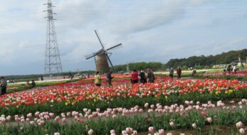 なんと入場無料！佐倉チューリップフェスタ2023が今日開幕！風車と30万本の花に癒される