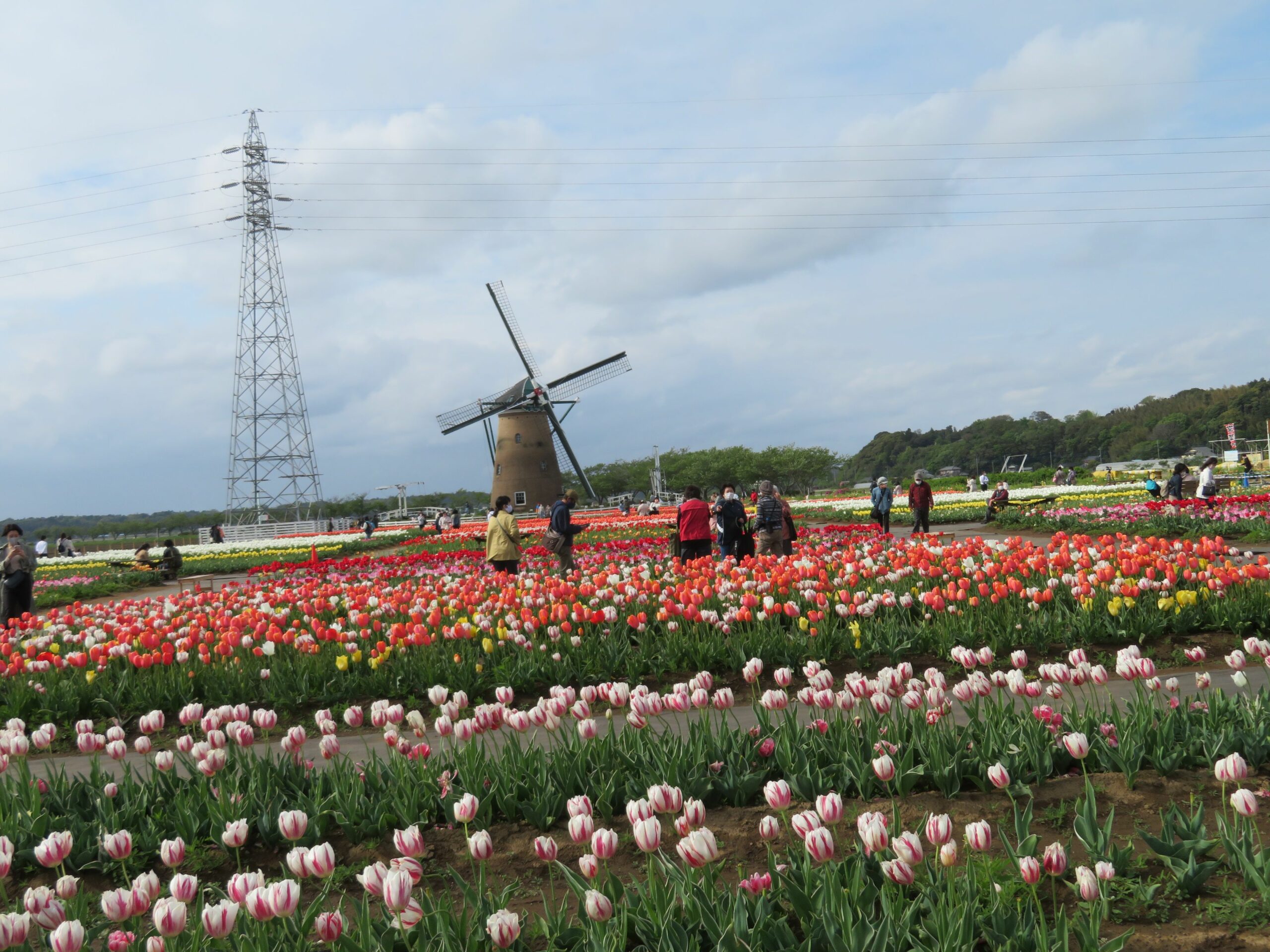 なんと入場無料！佐倉チューリップフェスタ2023が今日開幕！風車と30万本の花に癒される