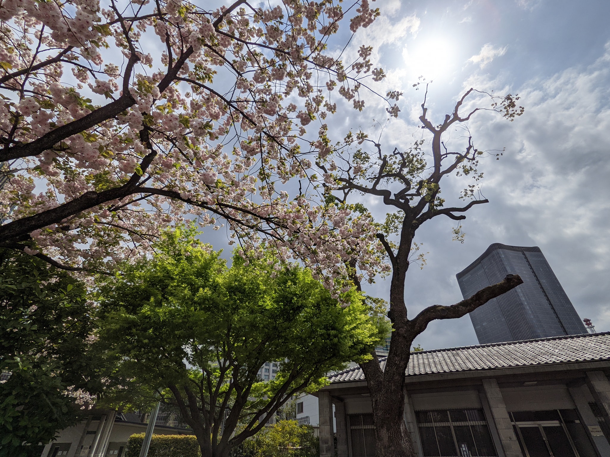 皇居外苑で桜は見れる？知られざる歴史と合わせてご紹介