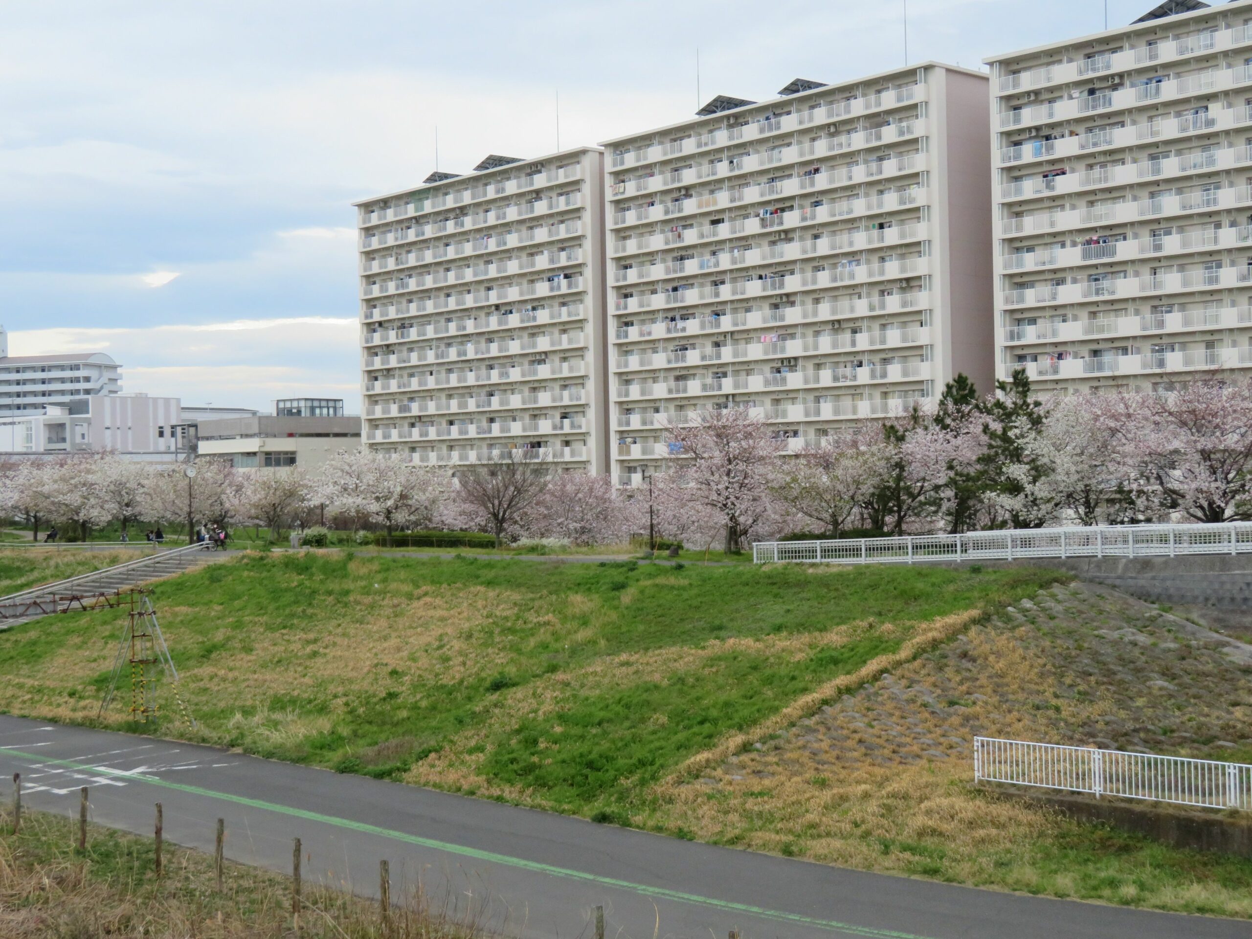 【小松川千本桜まつり】桜のラインとリングが楽しめる荒川沿いの公園