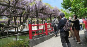 【今週末のお出かけに】見頃の藤が堪能できる「亀戸天神社藤まつり2023」夜間にはライトアップも！