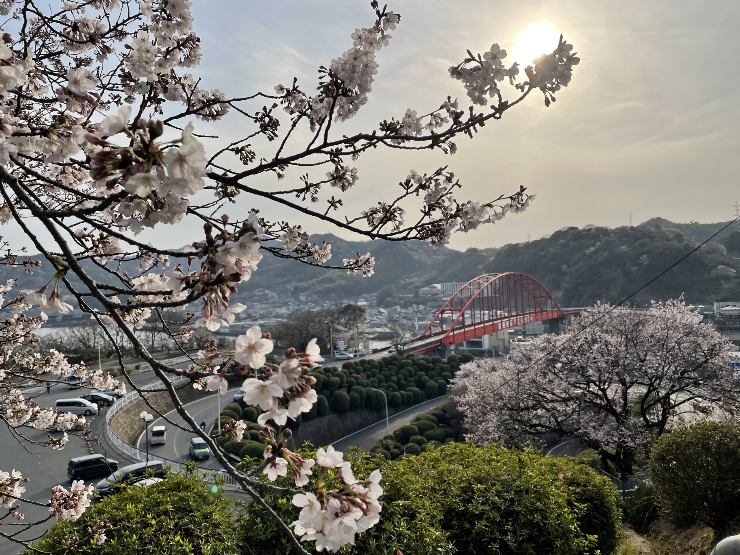 【広島県呉市】夕焼けの「音戸の瀬戸」の桜とカキ加工体験現地レポート