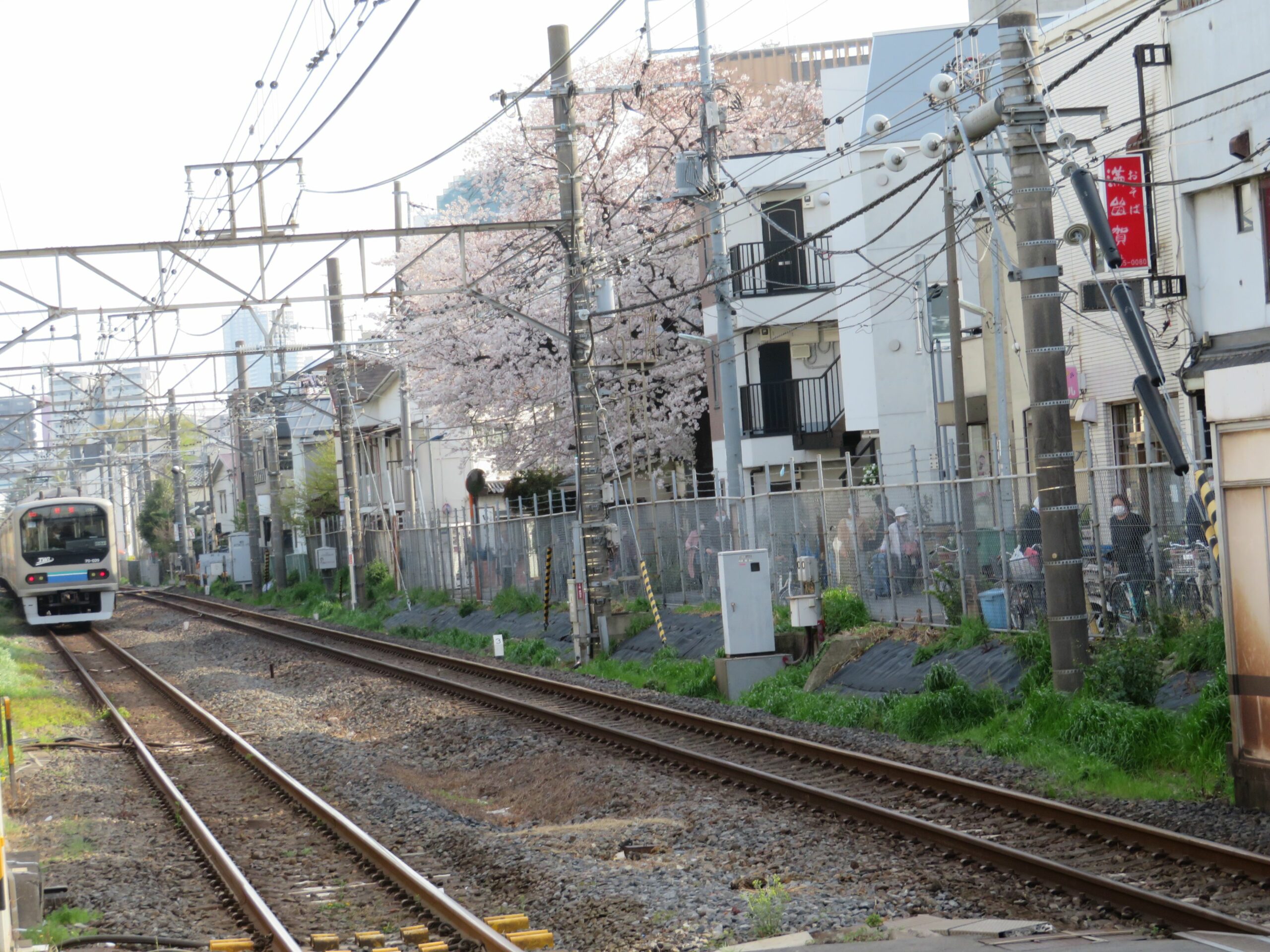 【埼京線で車窓花見】板橋～十条の区間で石神井川沿いや沿線に植栽される桜
