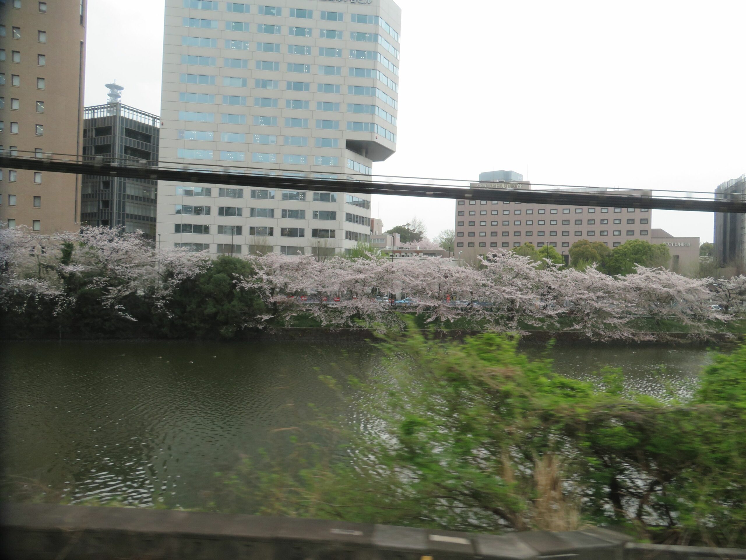 【総武線で車窓花見】市ケ谷～四ツ谷の区間で南側に続く外濠沿いの桜