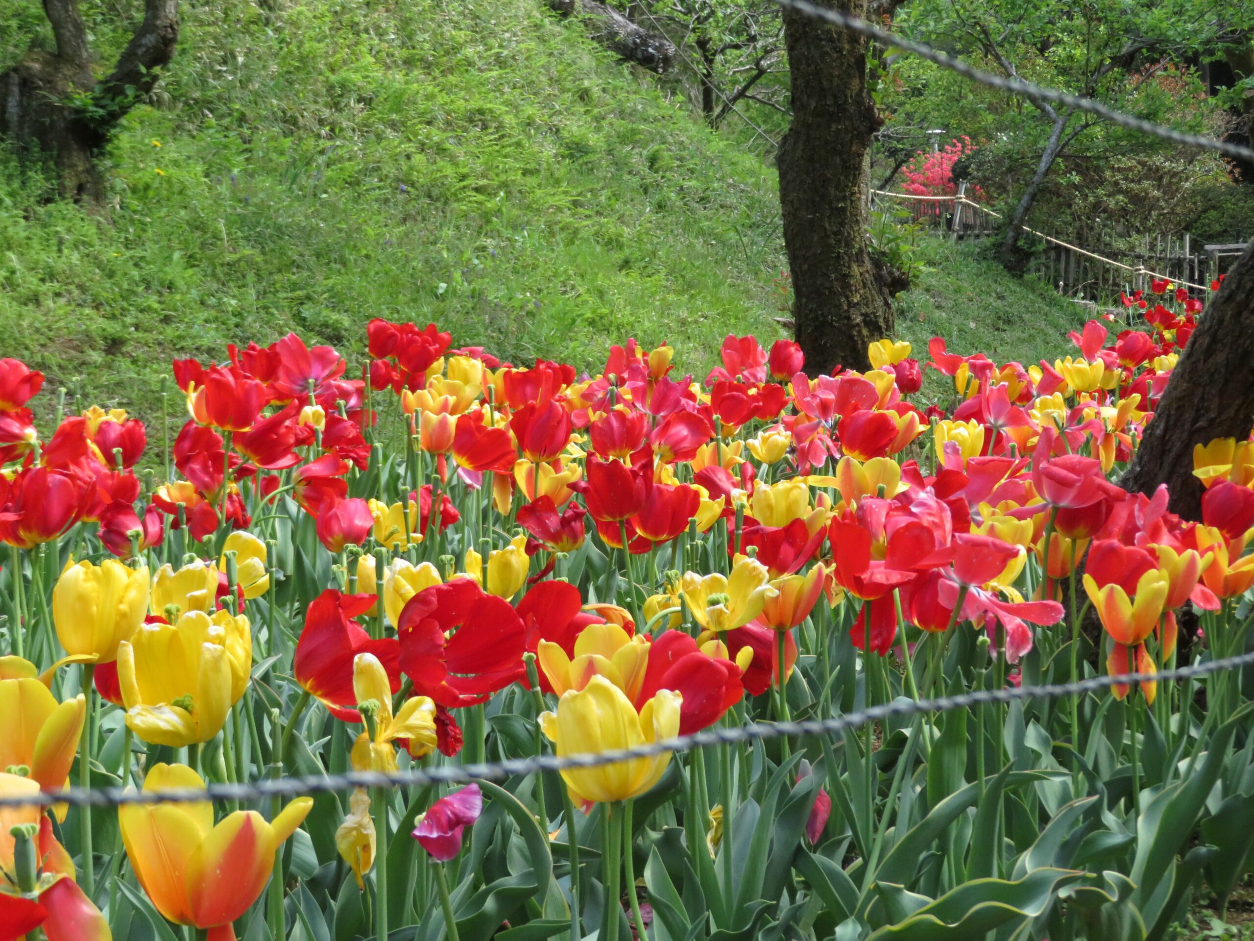 10,000本のチューリップが素敵！2023年「チューリップまつり」が吾妻公園で開催