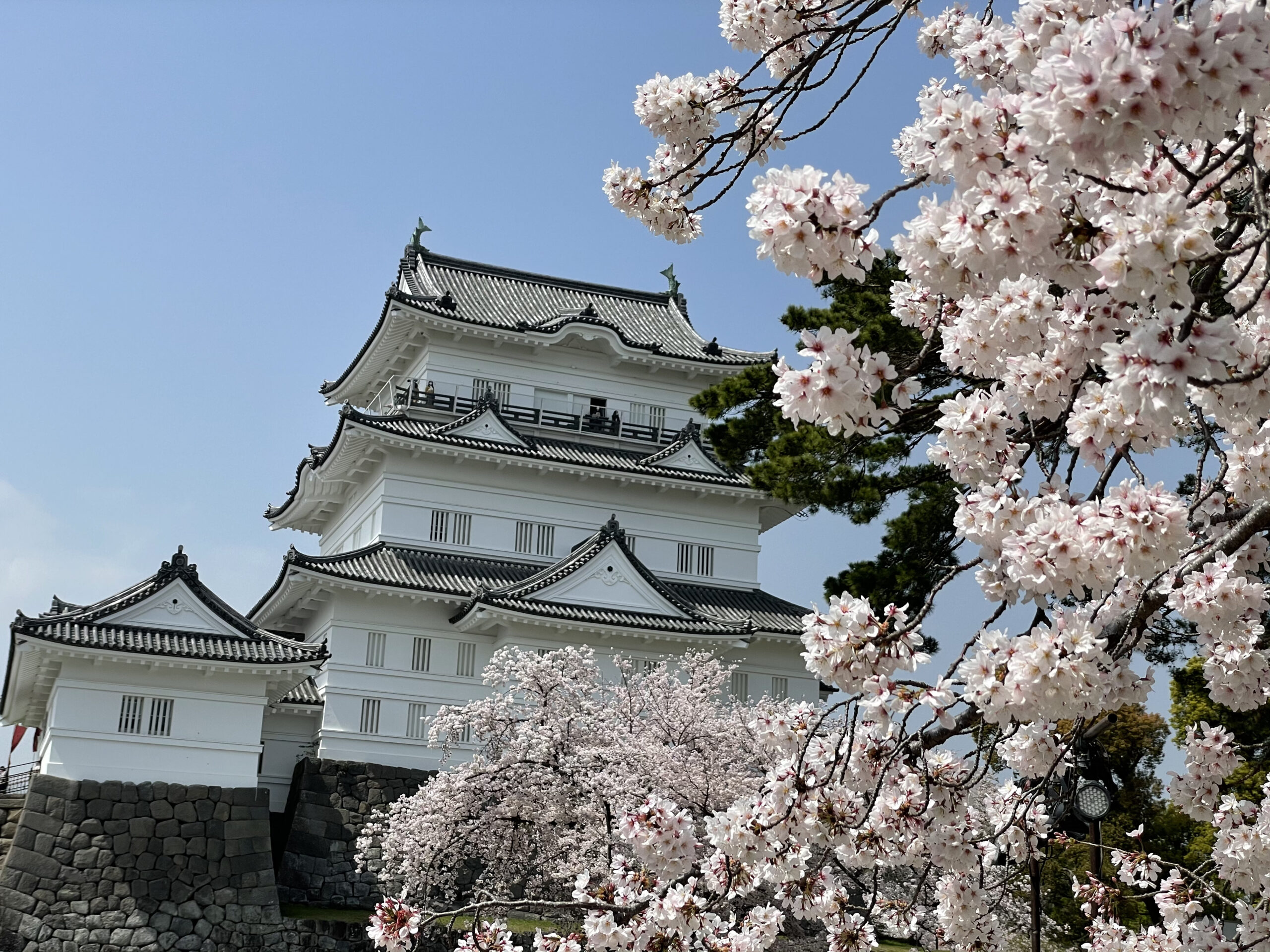 【神奈川県小田原市】小田原城址公園の桜まつり！子供たちも楽しめる遊園地も！