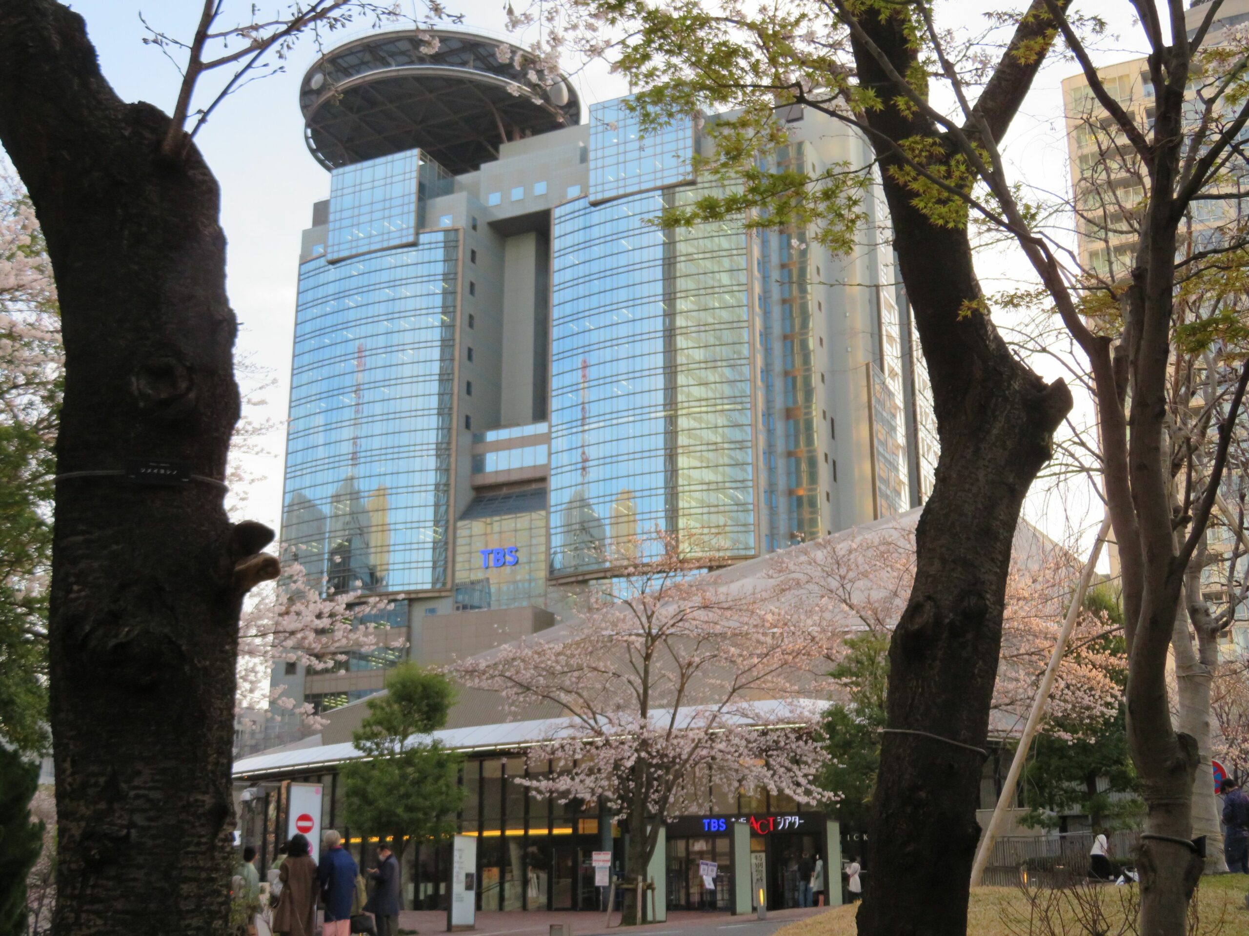 【赤坂サカスの桜】早春の彩りで包まれる東京都港区のTBS放送センター