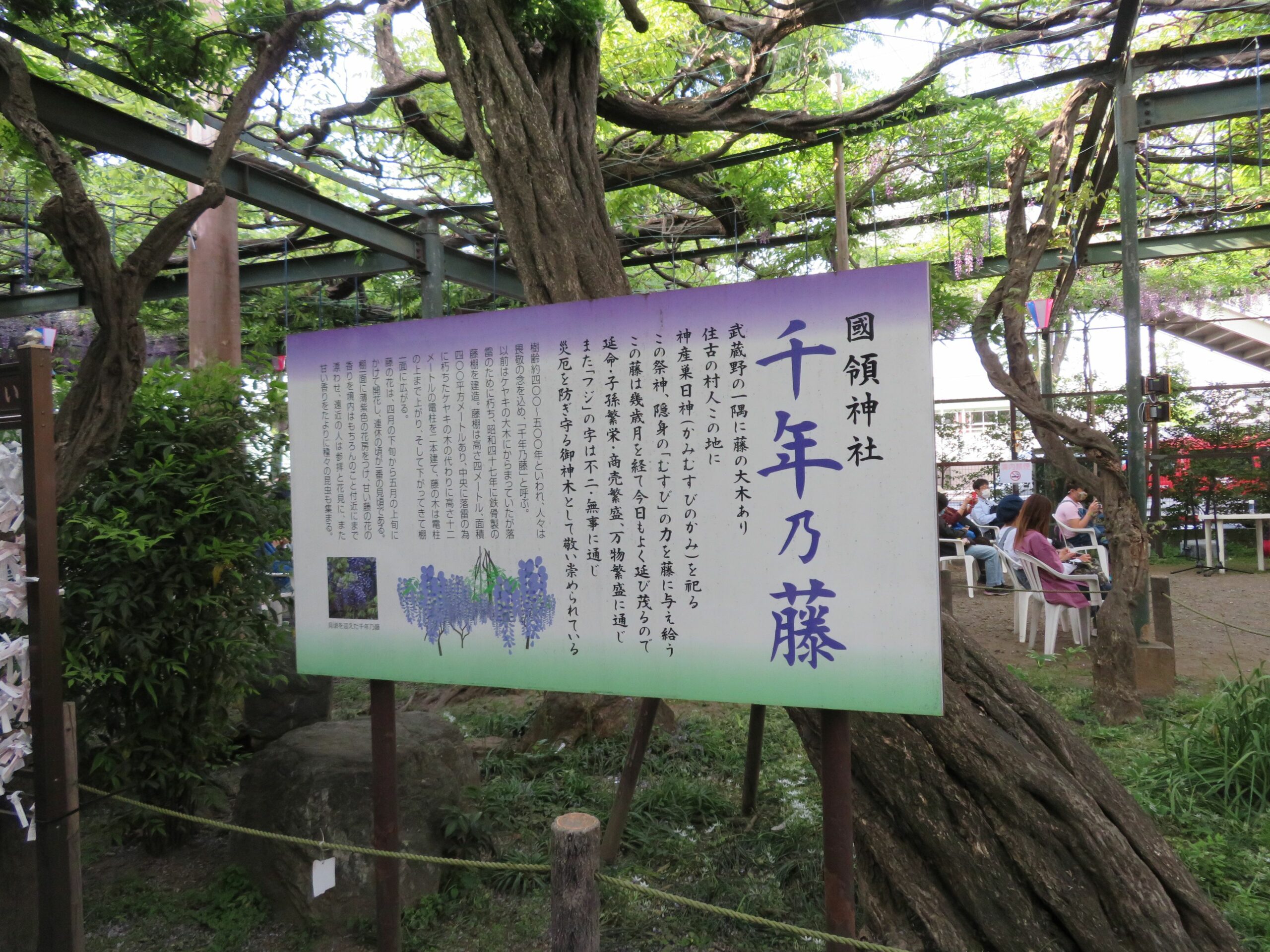 国領千年乃藤まつりで期間限定の御朱印を手に入れよう。描かれているのは…？