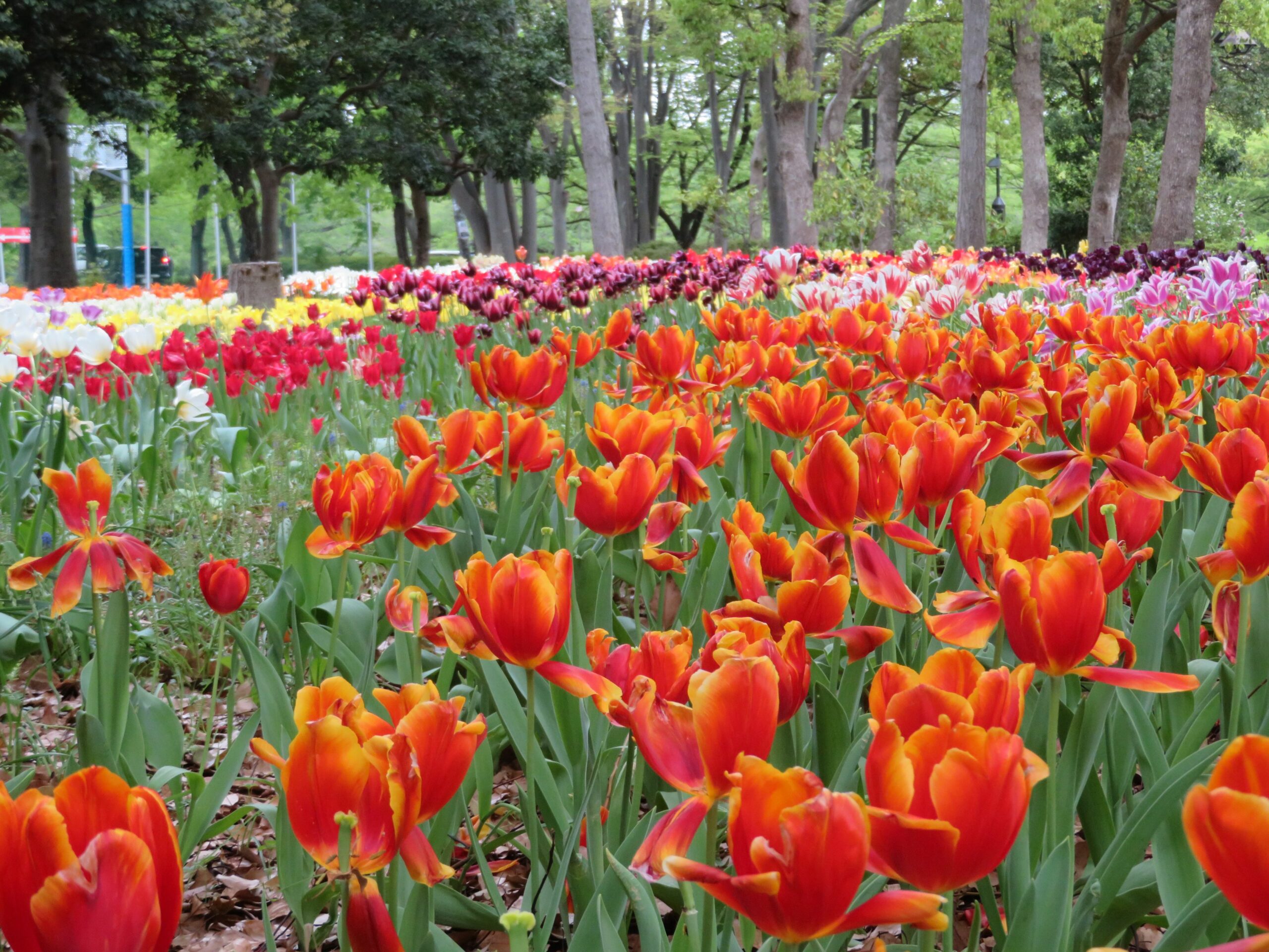 【猿江恩賜公園チューリップフェスタ】鮮やかな彩りが溶け合う植物図鑑