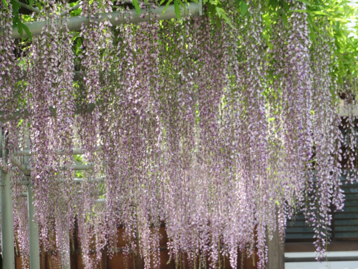宮久保山高圓寺藤まつりで楽しめる推定樹齢200年を超える長寿藤、その魅力とは。