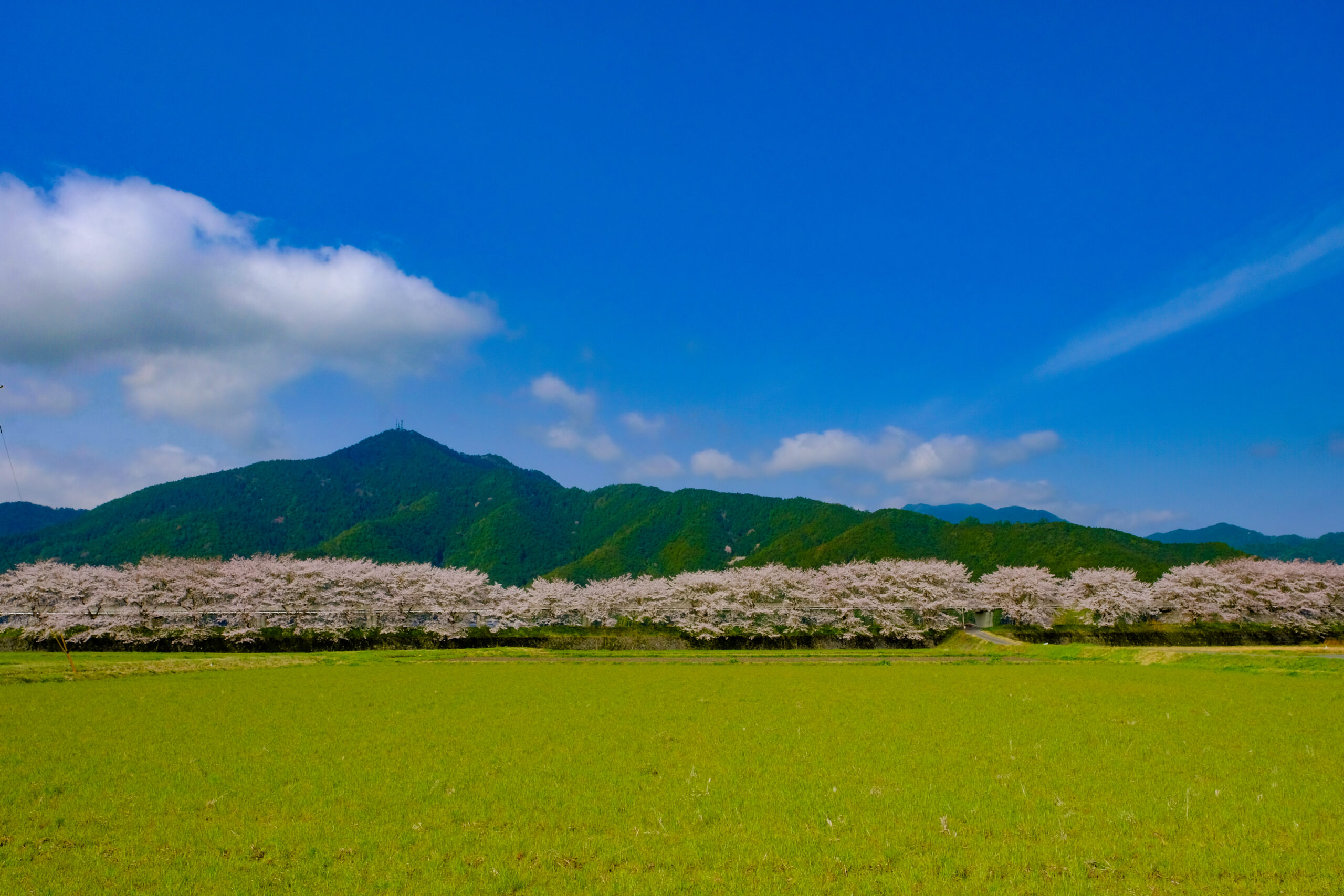 加古川堤防の桜並木は1000本の桜が5kmに及ぶ絶景！しかも超穴場！