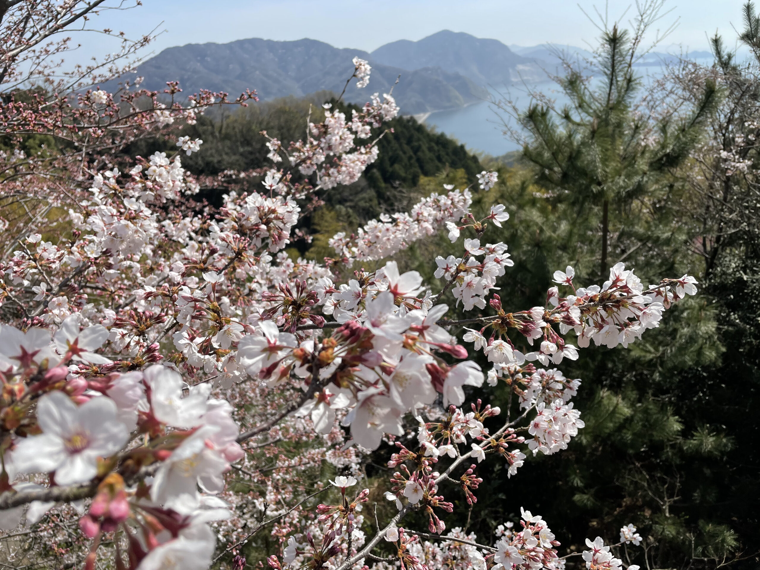 【広島県呉市】春の「安芸灘とびしま海道」を桜ドライブ！現地レポート