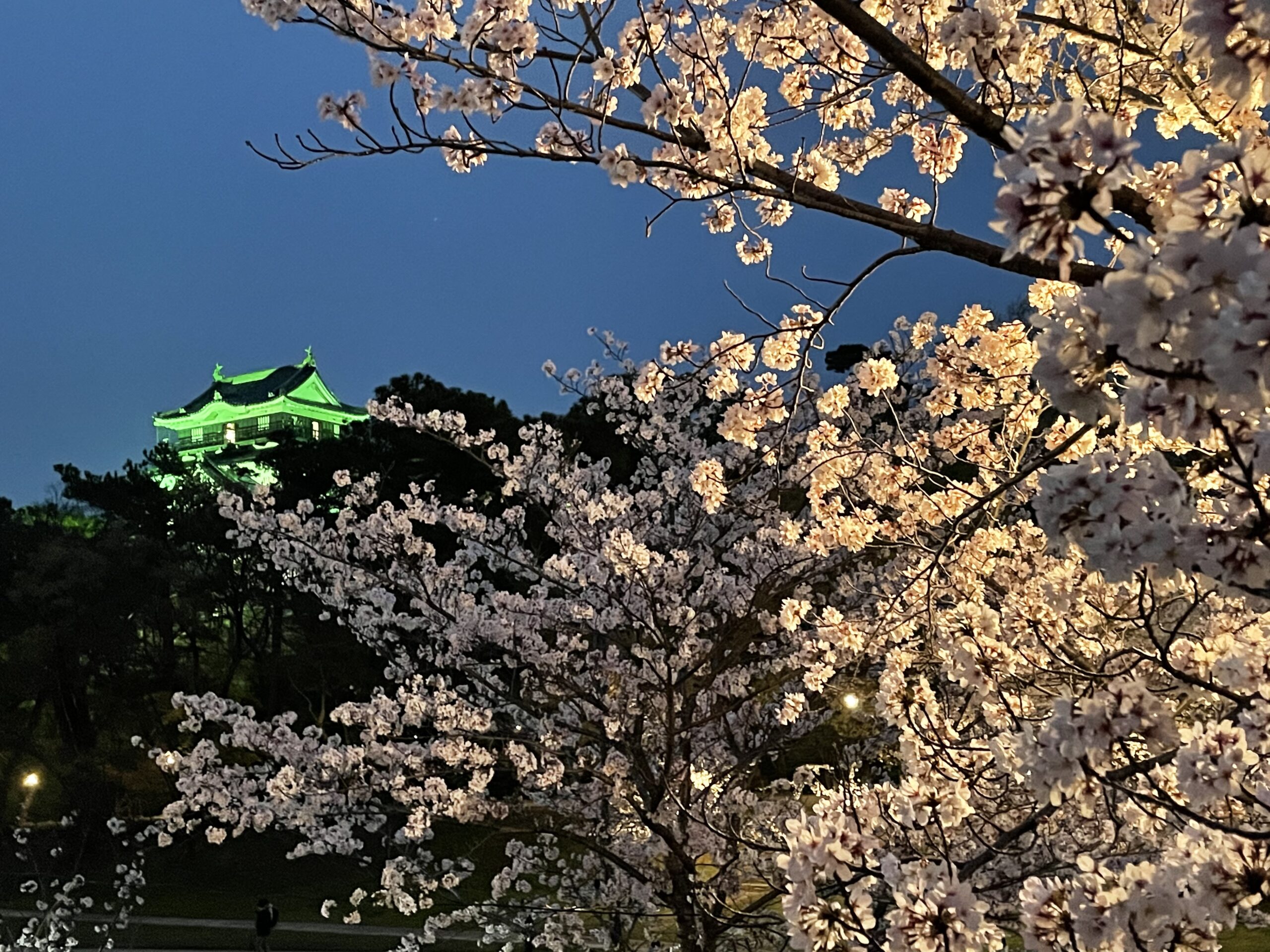 【愛知県岡崎市】岡崎の桜まつり！絶景の夜ざくら現地レポート！