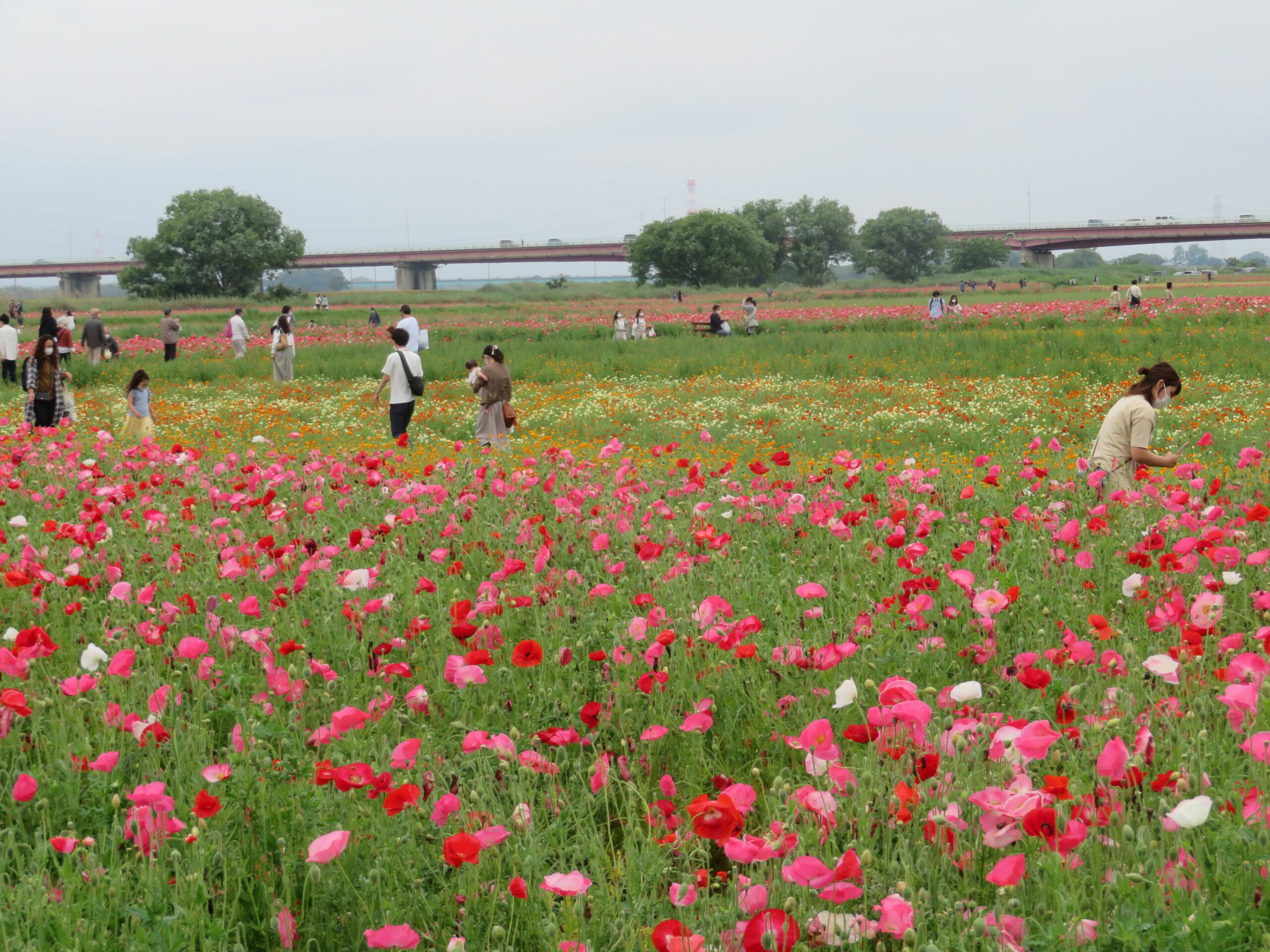鴻巣ポピーまつりで川幅日本一の荒川河川敷を彩るポピー。驚きのその数とは