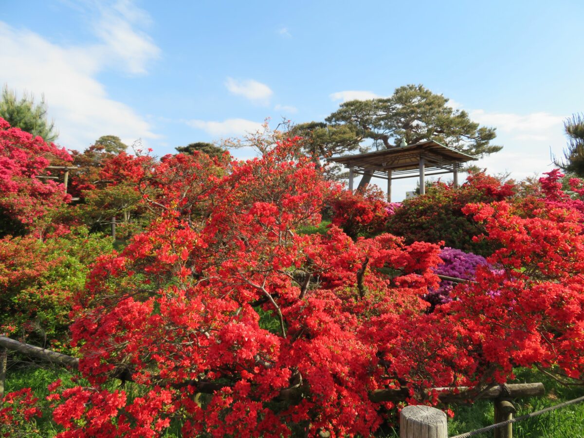 GWのお出かけにもぴったり！群馬県館林市「つつじが岡公園つつじまつり」2023年は5月10日まで！