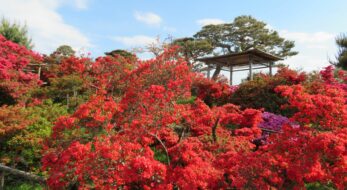 GWのお出かけにもぴったり！群馬県館林市「つつじが岡公園つつじまつり」2023年は5月10日まで！