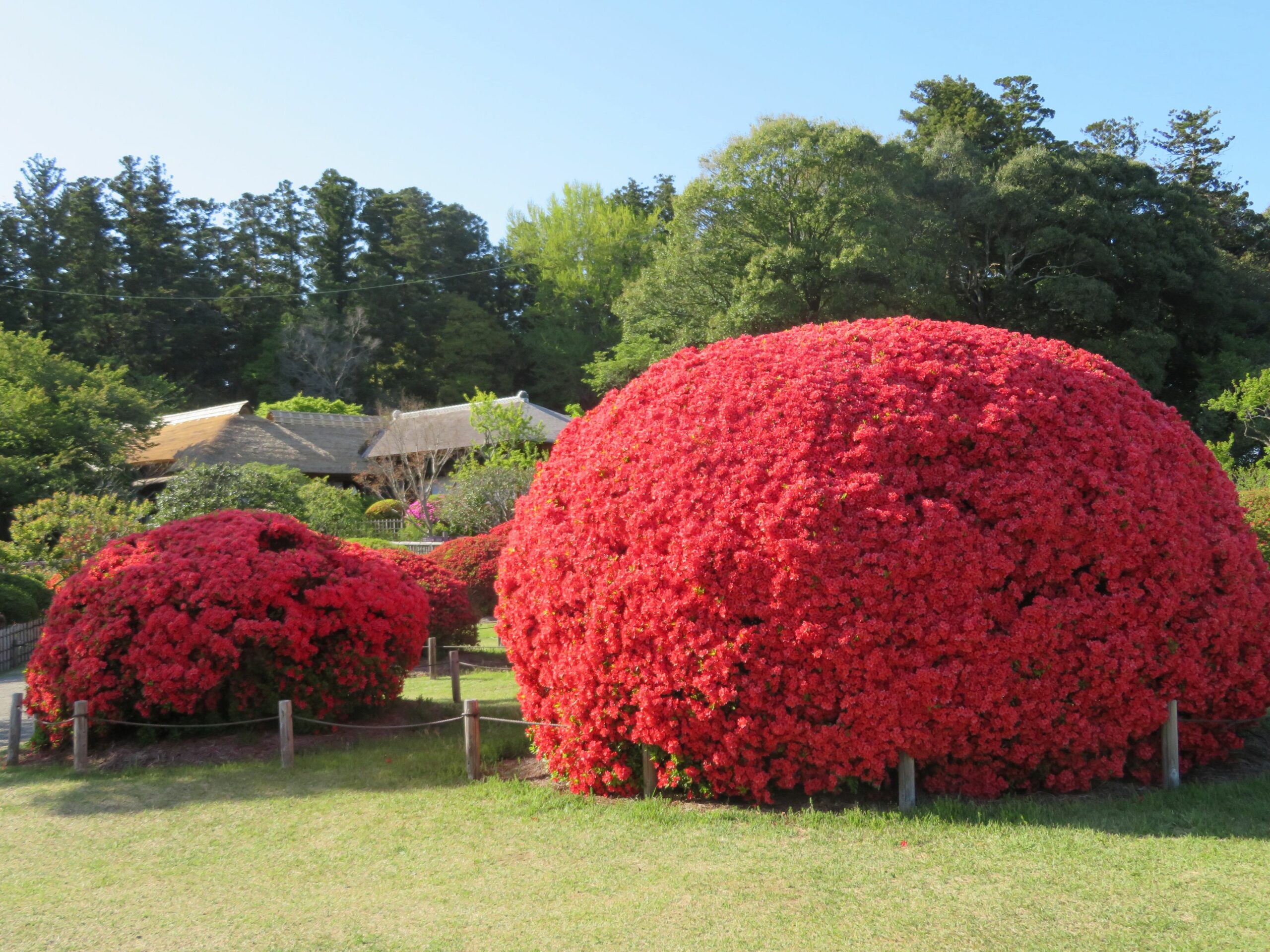 水戸のつつじまつりを彩るキリシマツツジの樹齢は？誰からの贈り物？