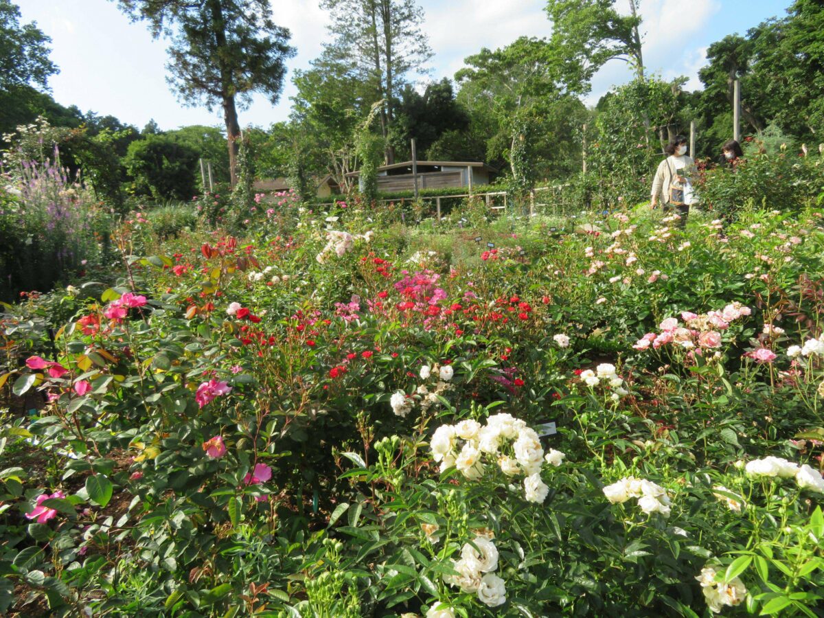 佐倉ローズフェスティバルが開催中！世界で評価されるバラの種類は？