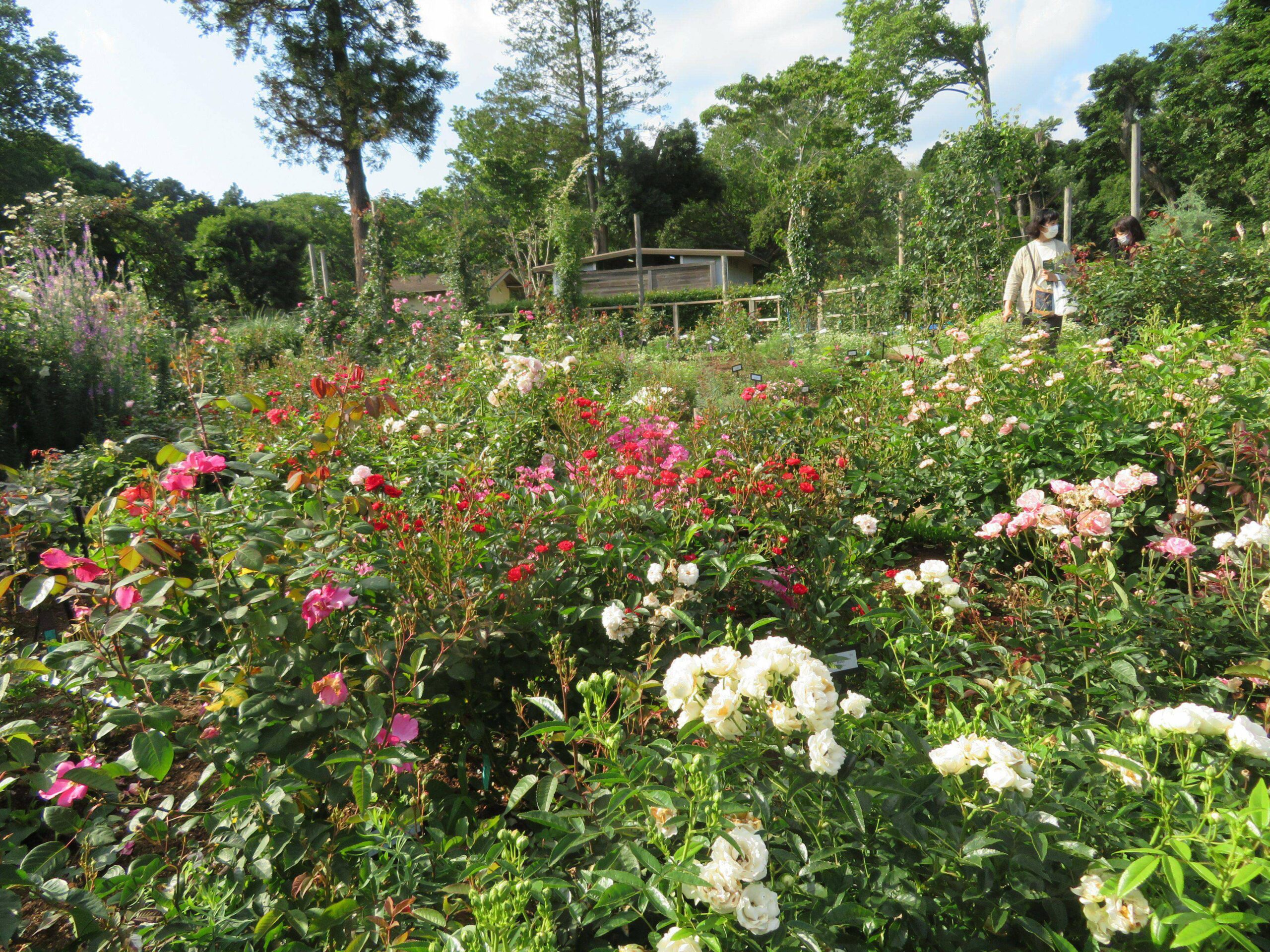 佐倉ローズフェスティバルが開催中！世界で評価されるバラの種類は？