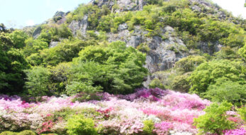 御船山楽園花まつり2021！20万本のつつじ、大藤に春もみじが彩り輝く空間