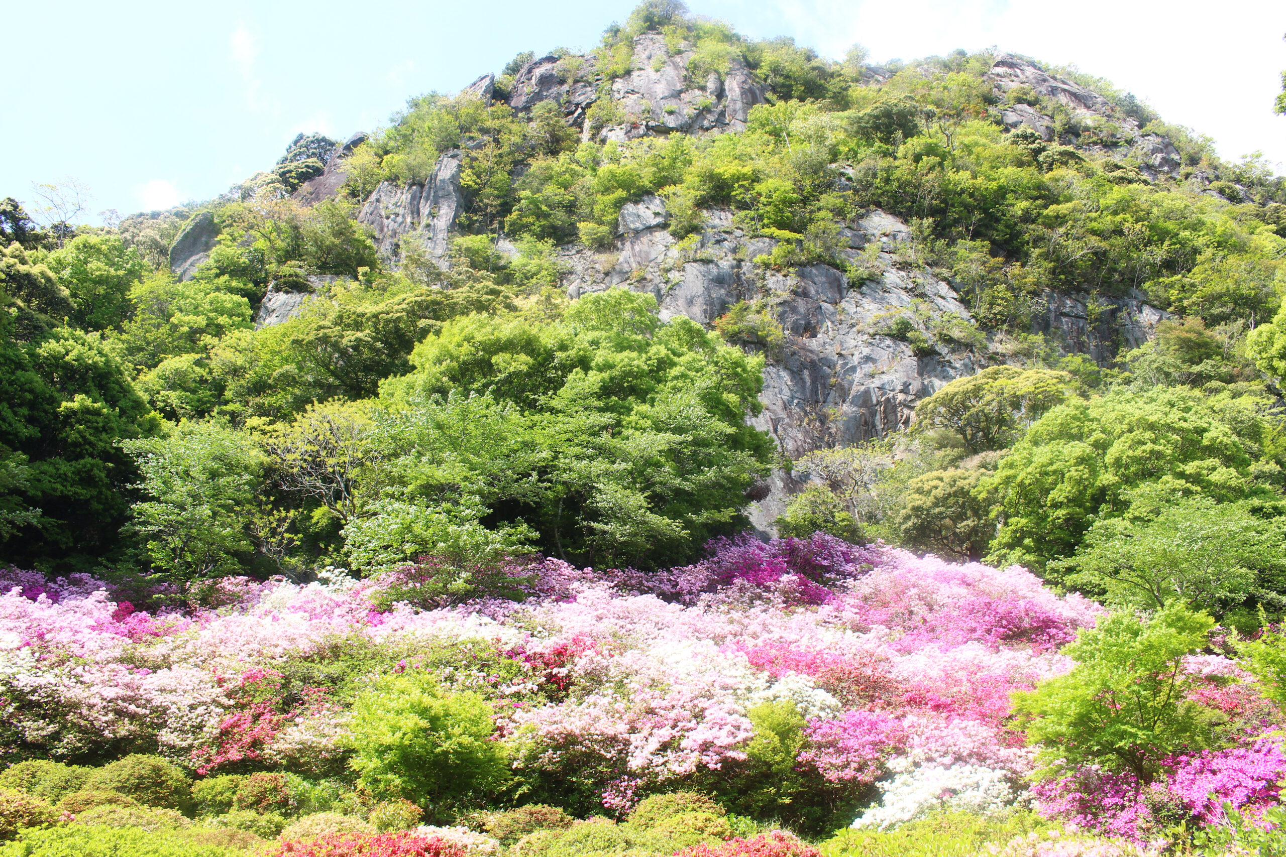御船山楽園花まつり2021！20万本のつつじ、大藤に春もみじが彩り輝く空間