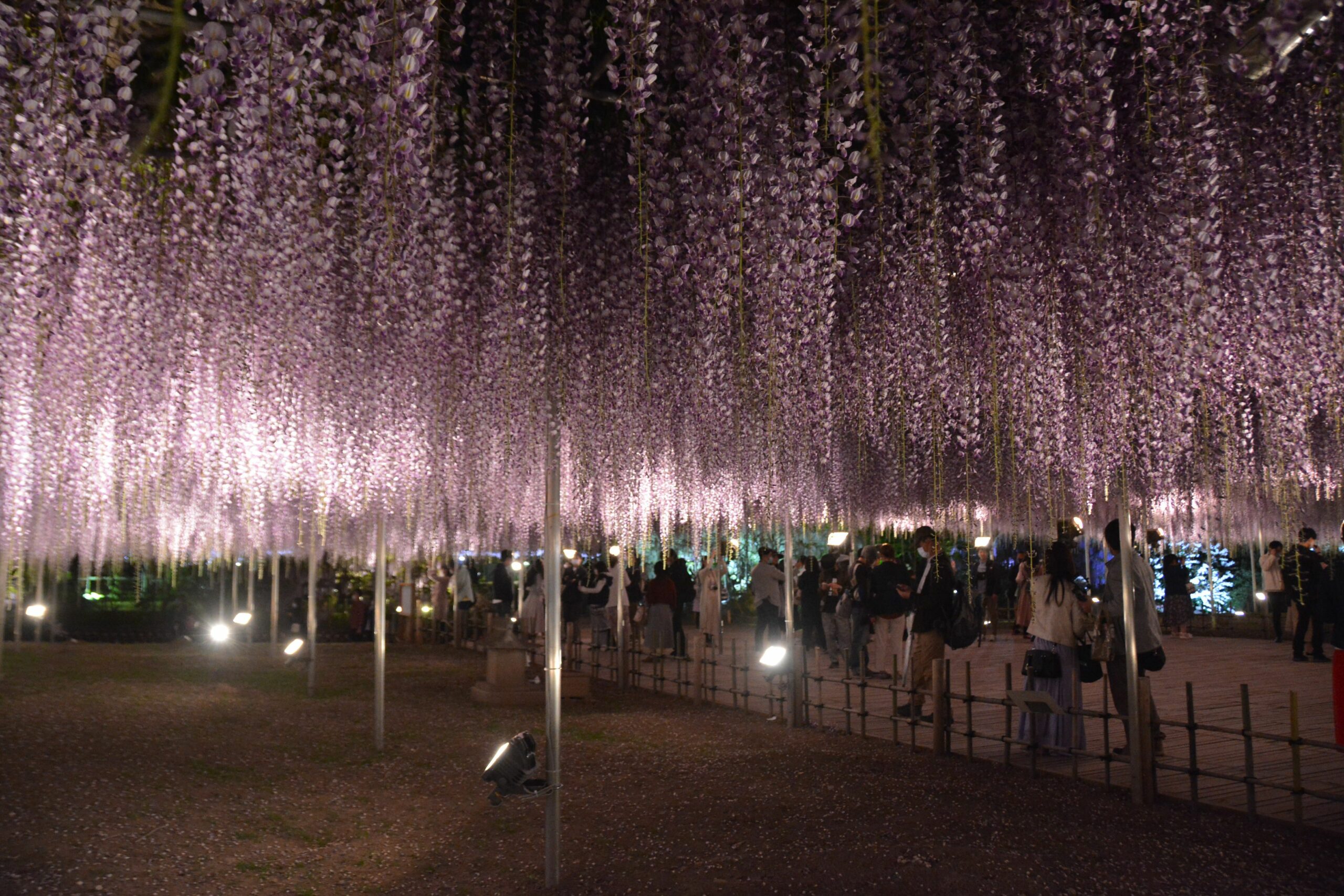 1,000畳を超える大藤は必見！あしかがフラワーパーク大藤まつりが開催中
