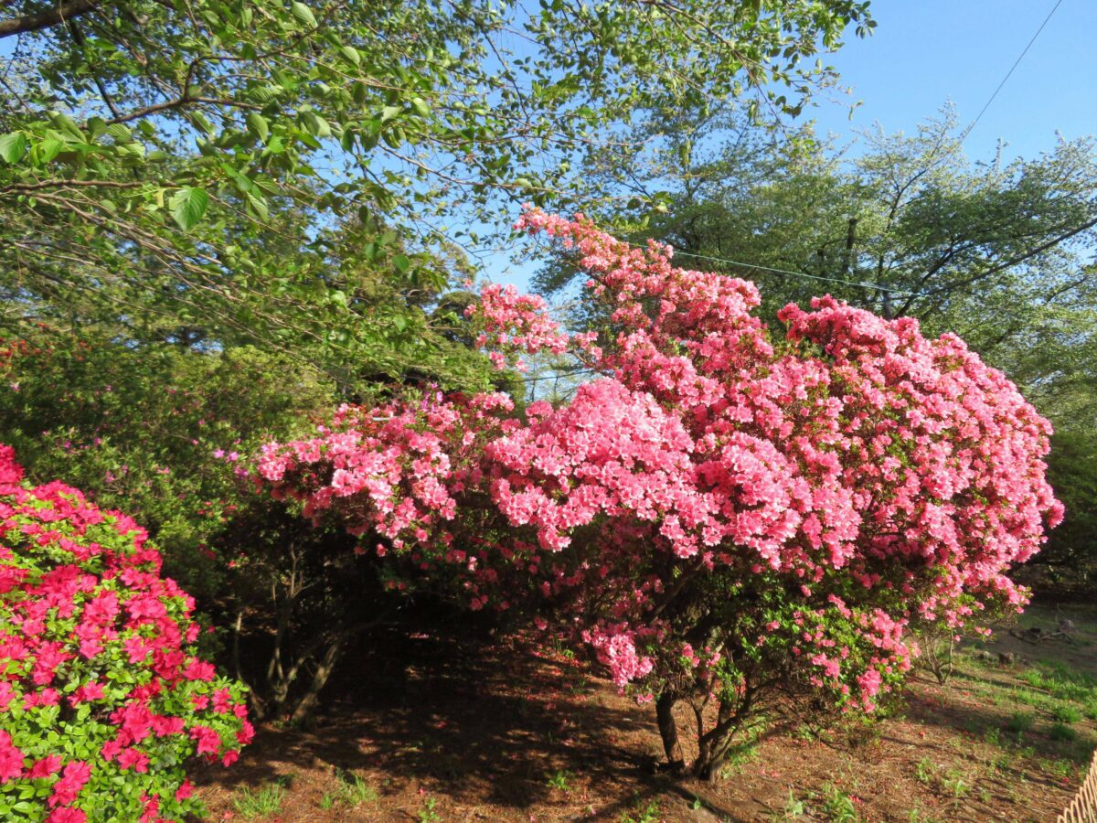 華蔵寺公園花まつりではどんな花が楽しめる？入場無料の遊園地も！