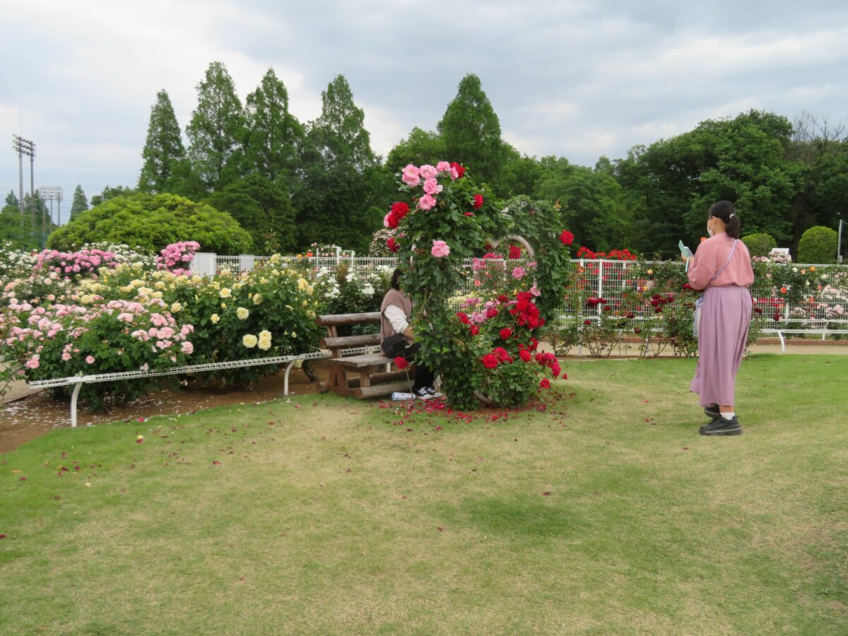 伊奈町バラまつり開催中！400種5000株を超えるバラが豊かに彩る花園
