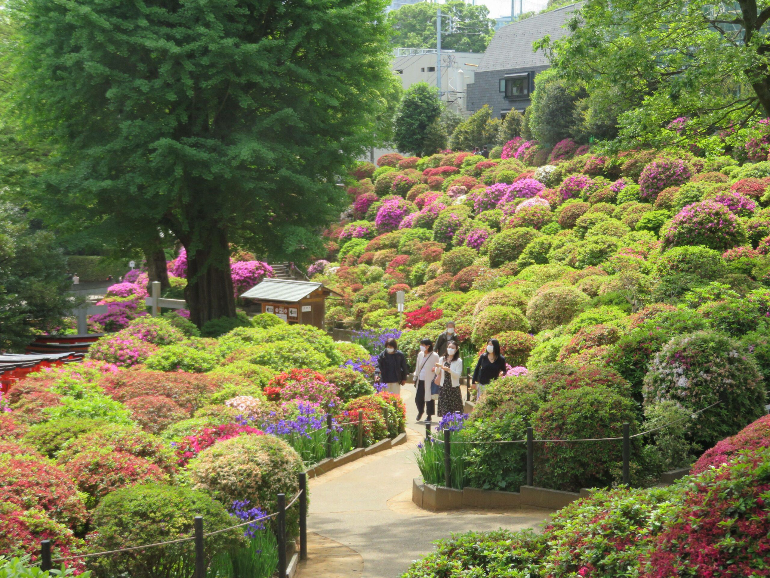 文京つつじまつりの魅力とは？根津神社を彩るつつじの数は…？