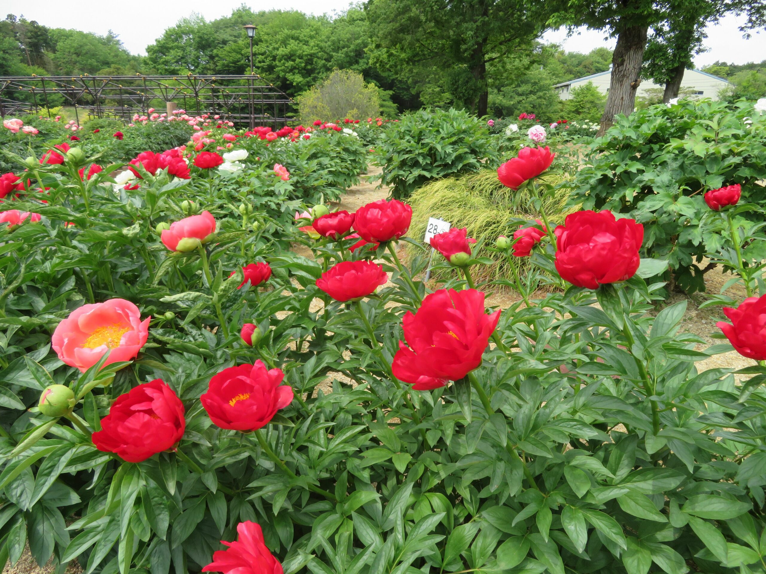 東松山ぼたん園ぼたんパークフェスタで鑑賞できるぼたんの品種は？