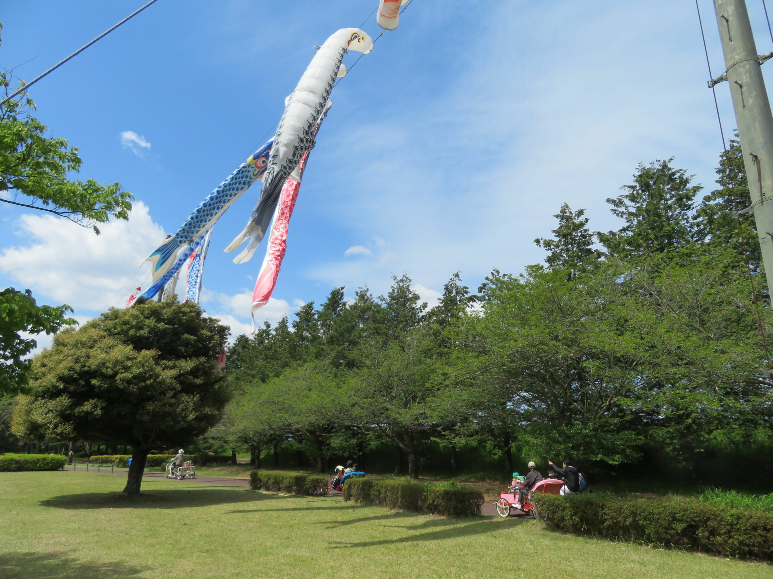 小山の鯉のぼり群遊！100尾を超える鯉と一緒にサイクリングも楽しもう