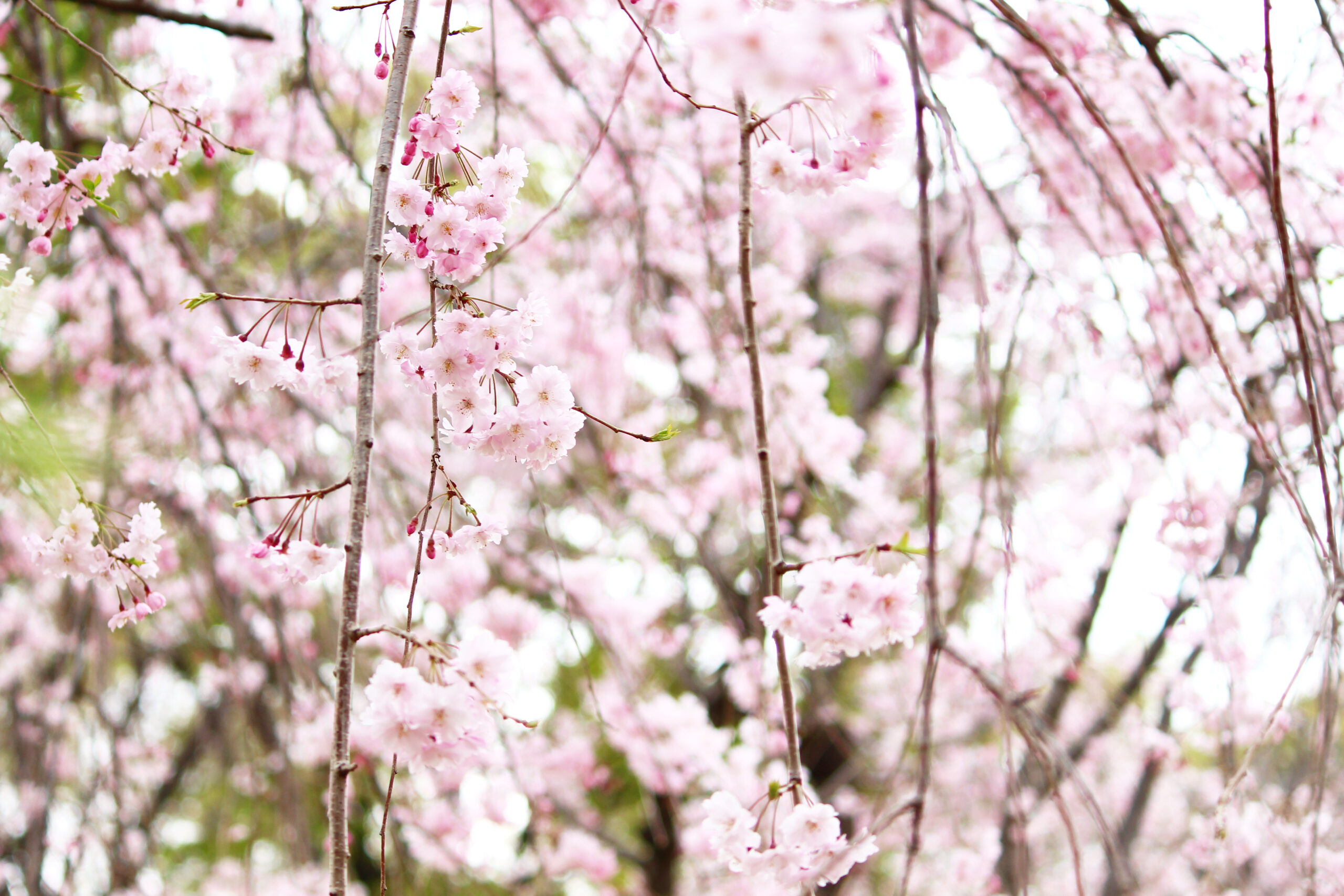 尾久の原公園の桜が見事！200本以上の桜が咲き誇る荒川区のおでかけスポット
