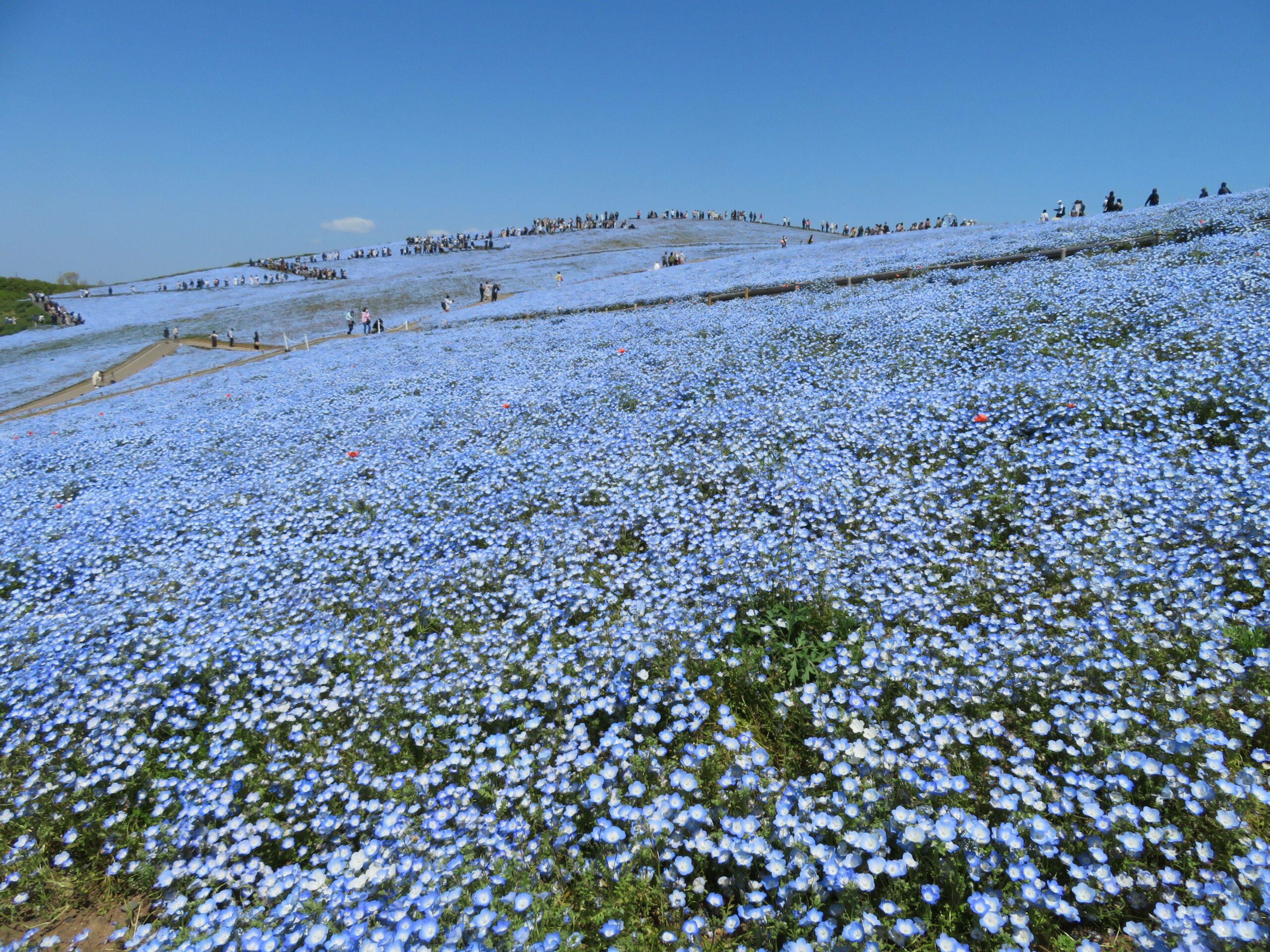 ひたち海浜公園ネモフィラハーモニーで空や海に溶込む約530万の可憐な花