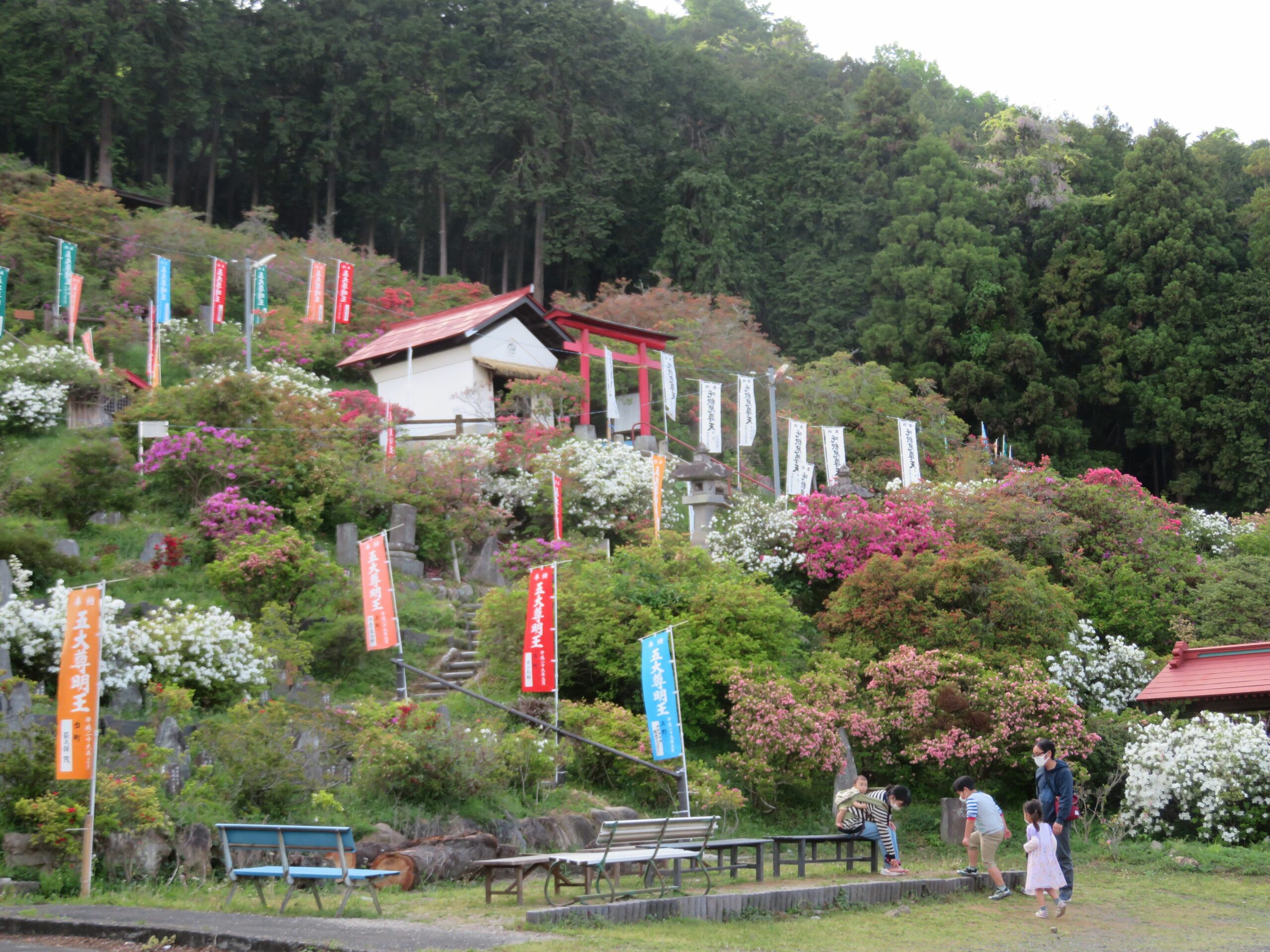 五大尊つつじ祭りを豊かに彩る約10種類、1万株のつつじ