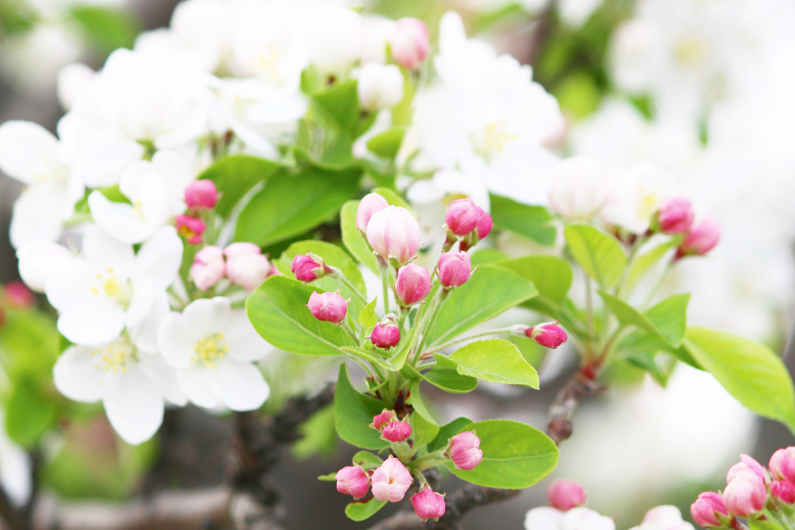 荒川自然公園をピンク、白の桜が飾る！アスレチックなど子供の遊び場も充実
