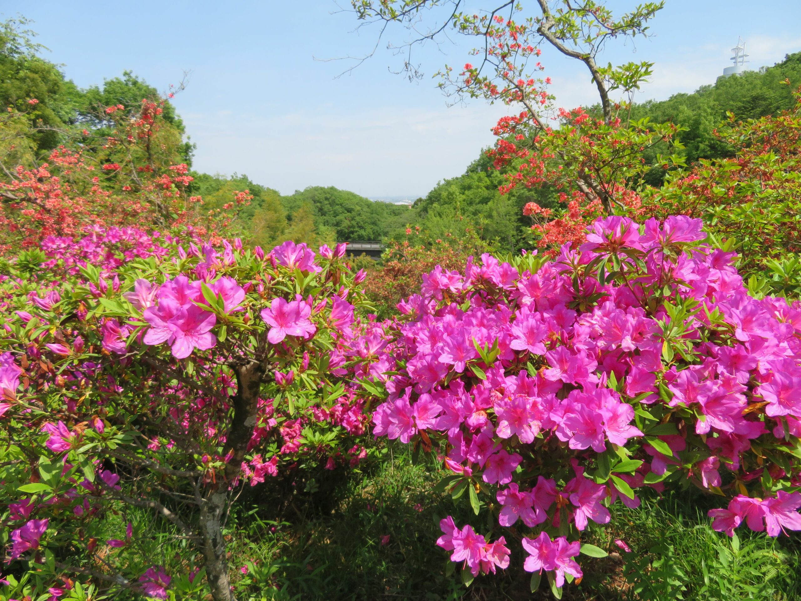 物見山つつじ祭りの開催中に山肌を覆うつつじ、その数は？